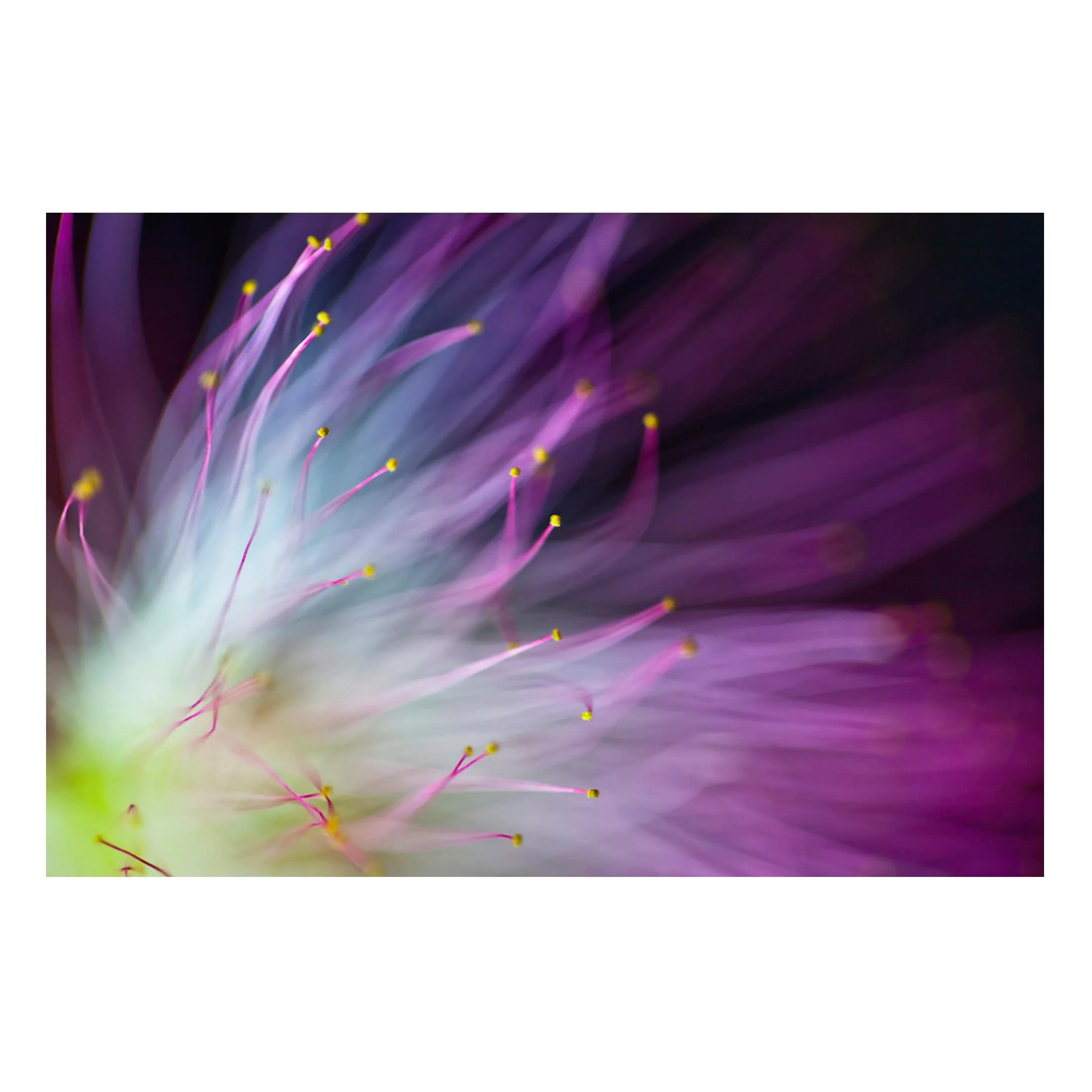 Magnettafel Blumen - Querformat 3:2 Blütenstaub günstig online kaufen
