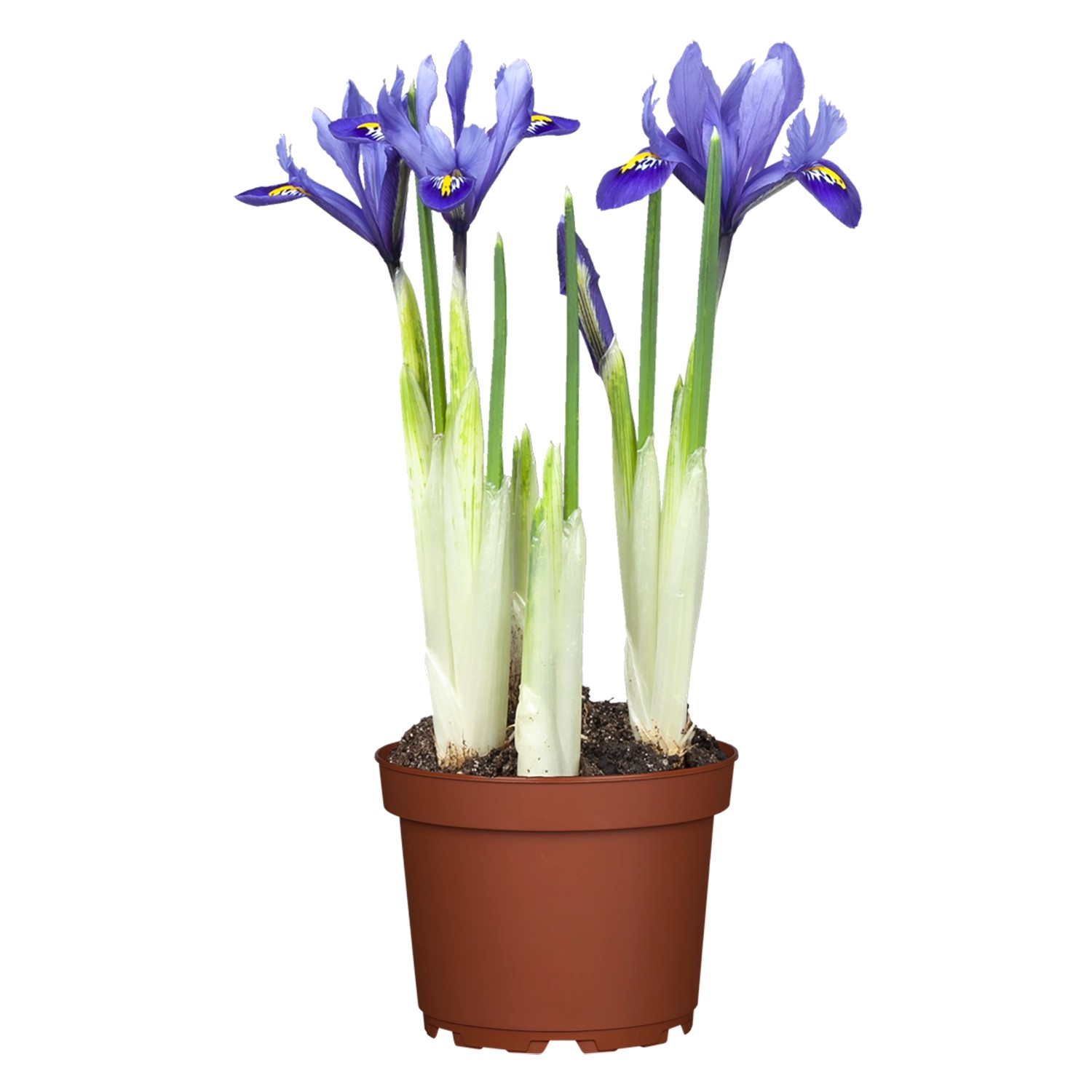 Schwertlilie Blau Topf-Ø ca. 11 cm Iris günstig online kaufen