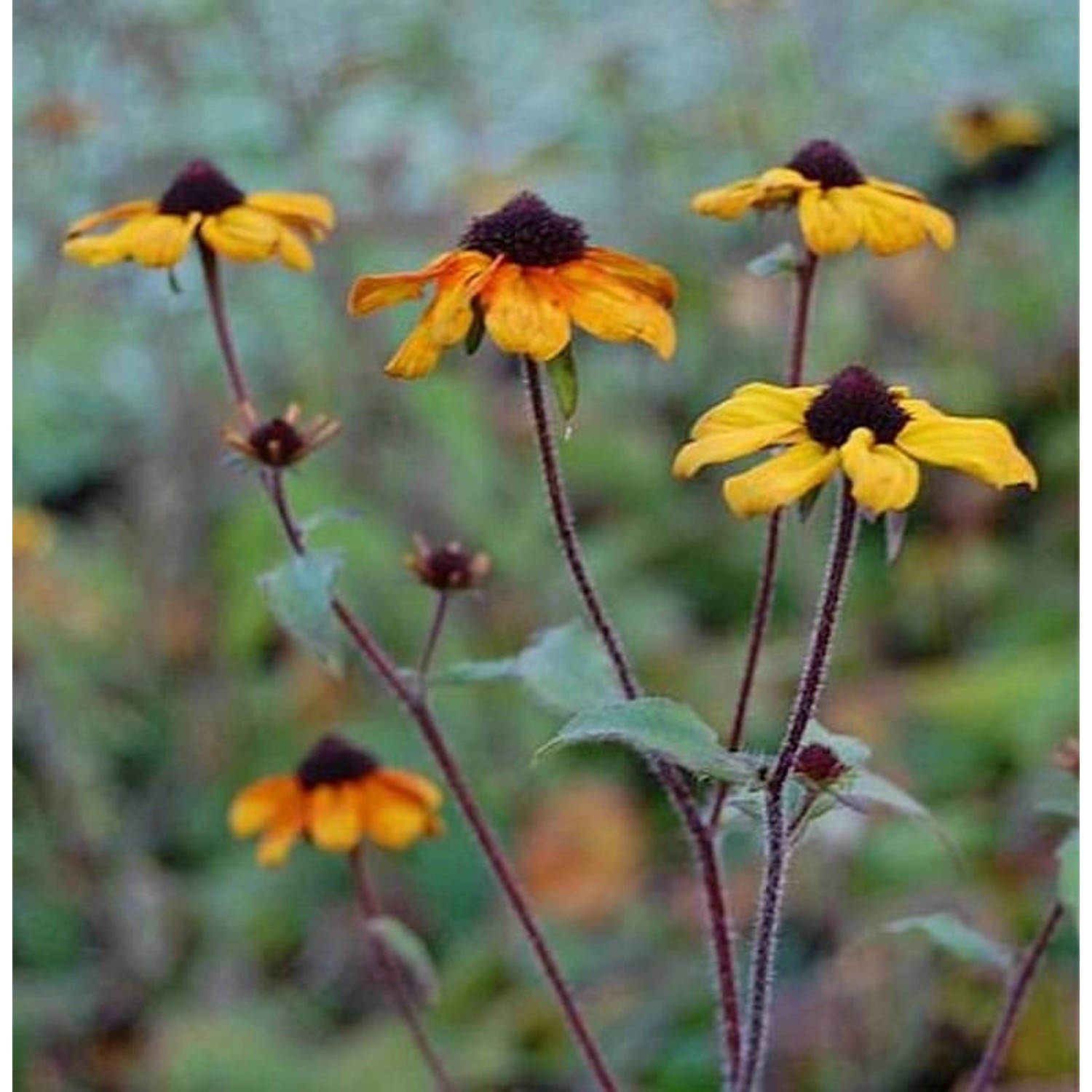 Rudbeckia Prairie Glow - Rudbeckia triloba günstig online kaufen