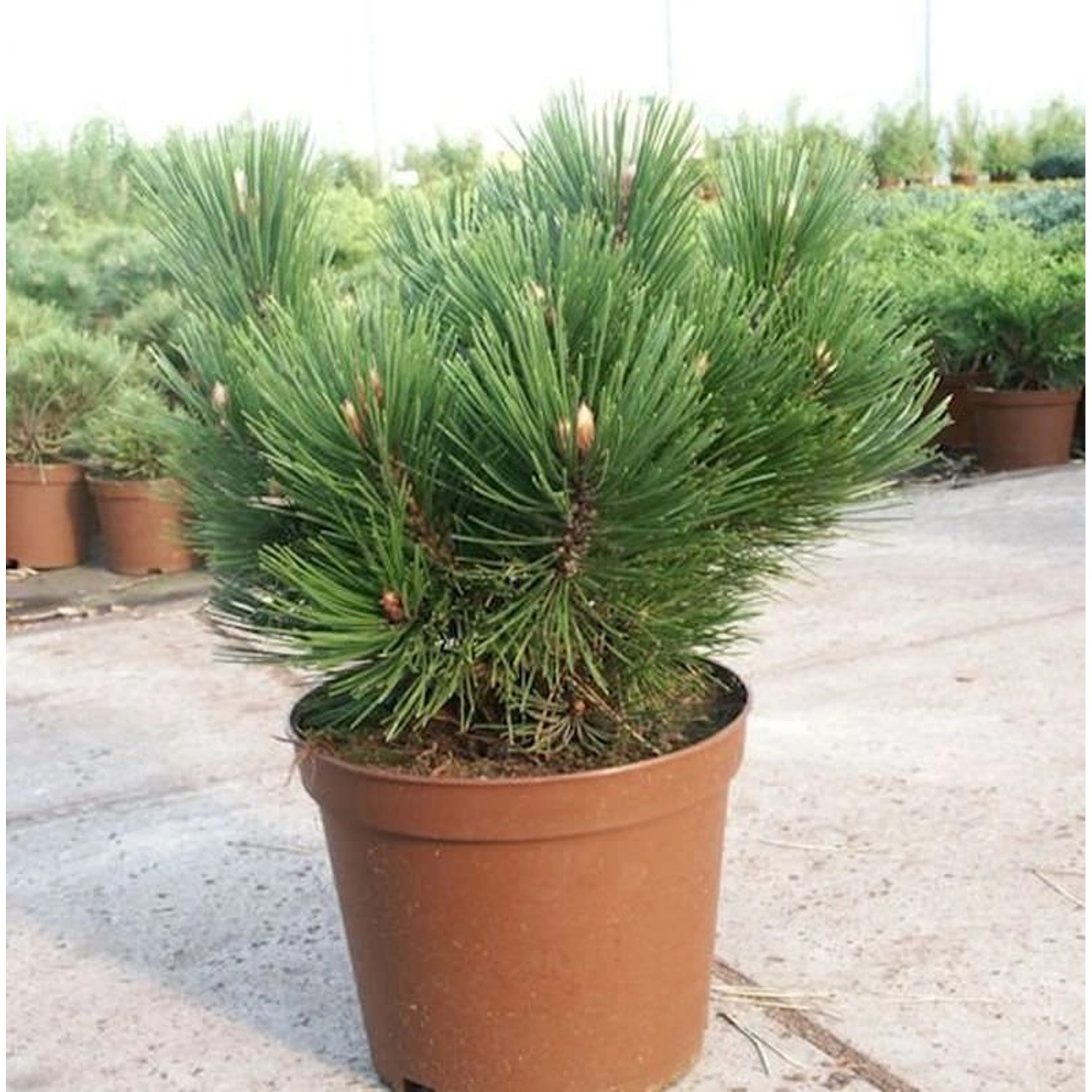 Kompakte Schlangenhautkiefer Dem Ouden 60-70cm - Pinus leucodermis günstig online kaufen