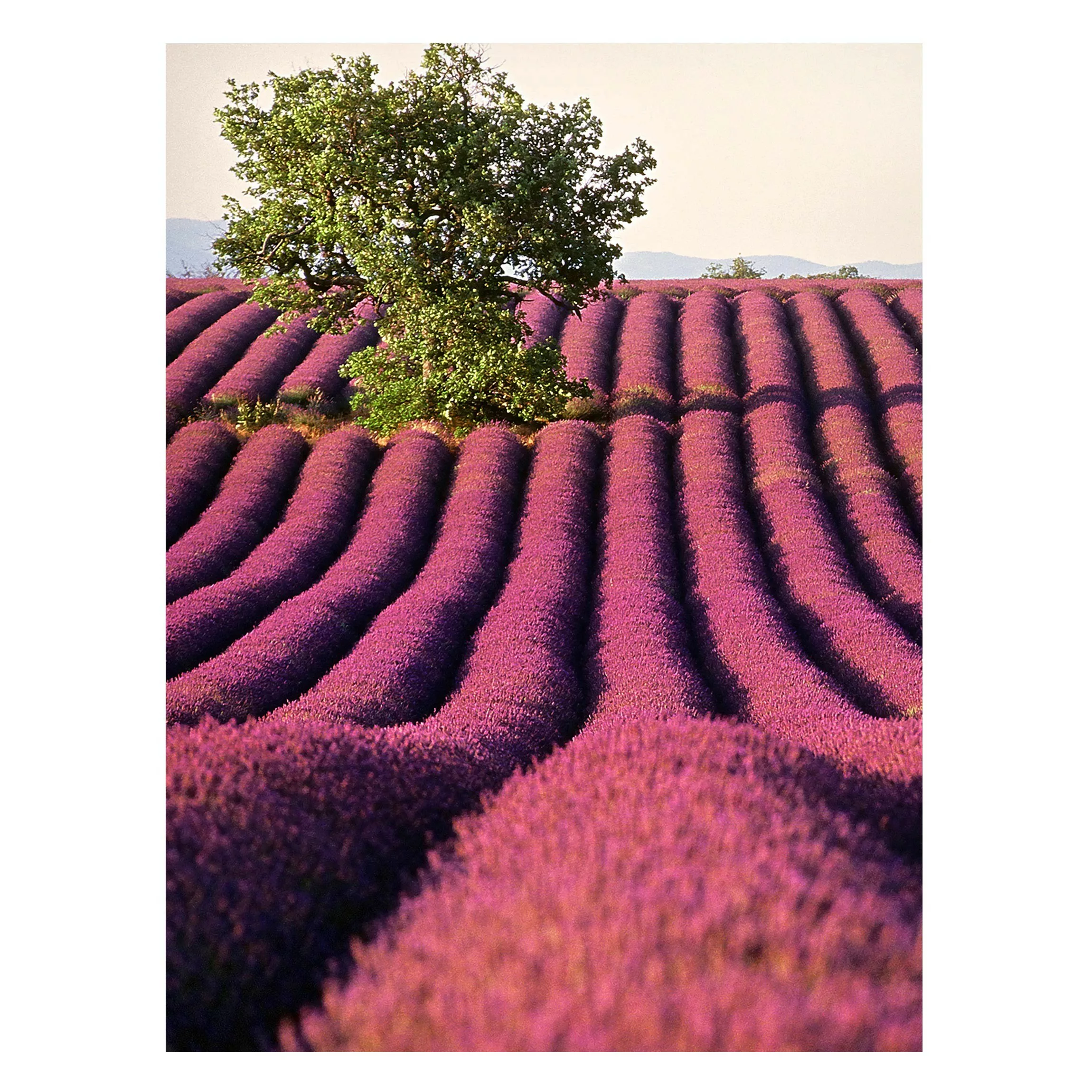 Magnettafel Natur & Landschaft - Hochformat 3:4 Lavender günstig online kaufen