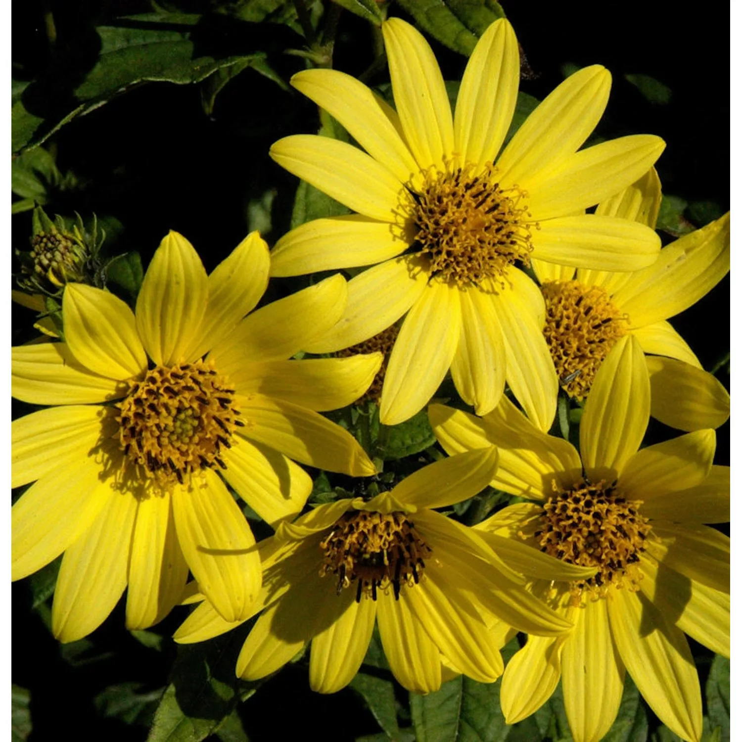 Stauden Sonnenblume Giganteus - Helianthus atrorubens günstig online kaufen