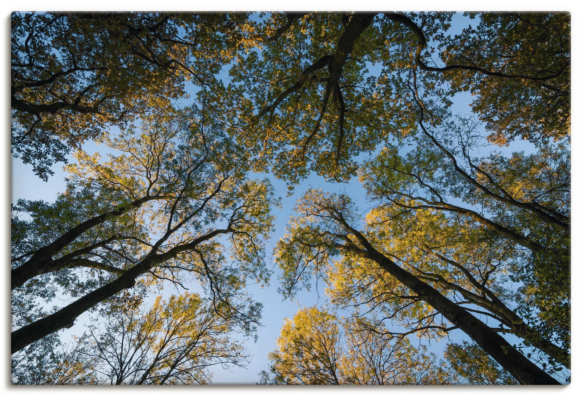 Artland Wandbild »Herbst im Wald«, Bäume, (1 St.), als Alubild, Outdoorbild günstig online kaufen