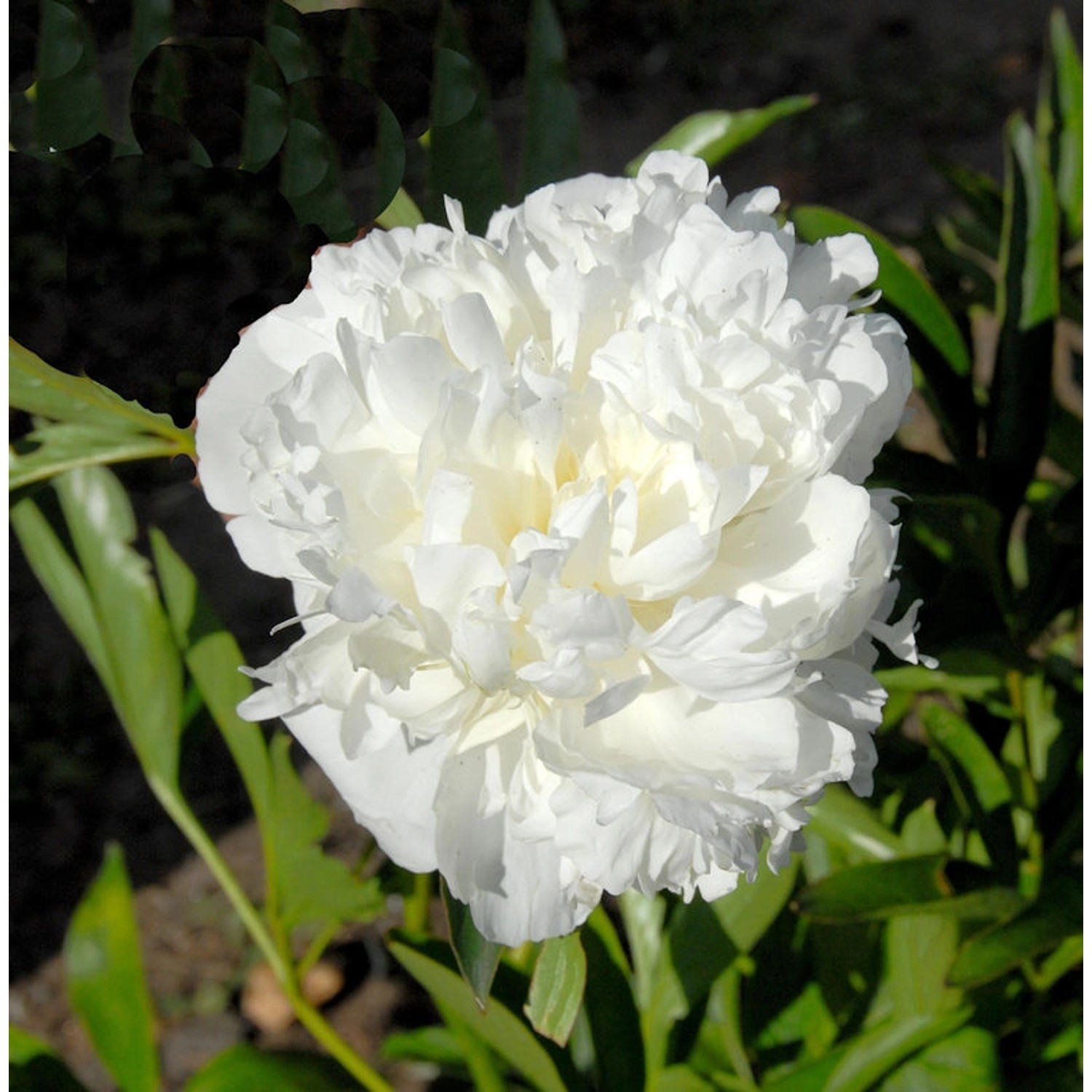 Edelpfingstrose Avalanche - Paeonia lactiflora günstig online kaufen