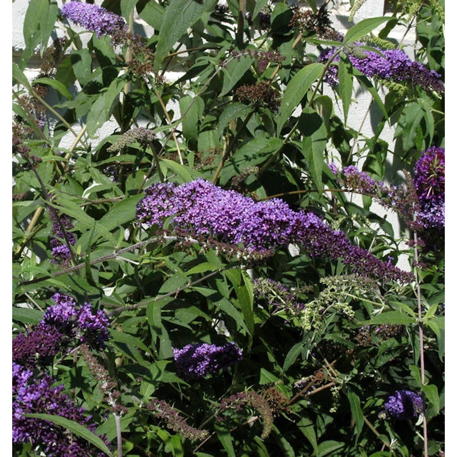 Sommerflieder Ile de France 80-100cm - Buddleja günstig online kaufen