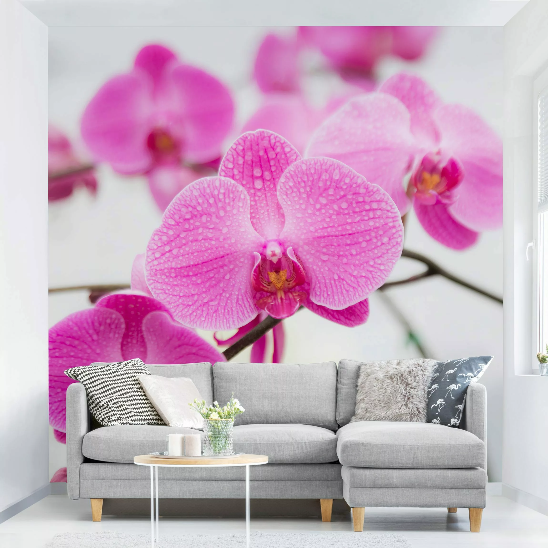 Fototapete Nahaufnahme Orchidee günstig online kaufen