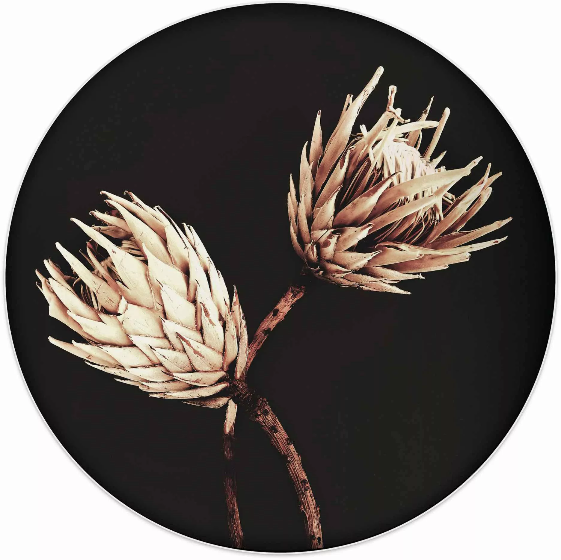 Reinders Wandbild "Wandbild Trockenblumen Exotisch - Vintage - Protea", Blu günstig online kaufen