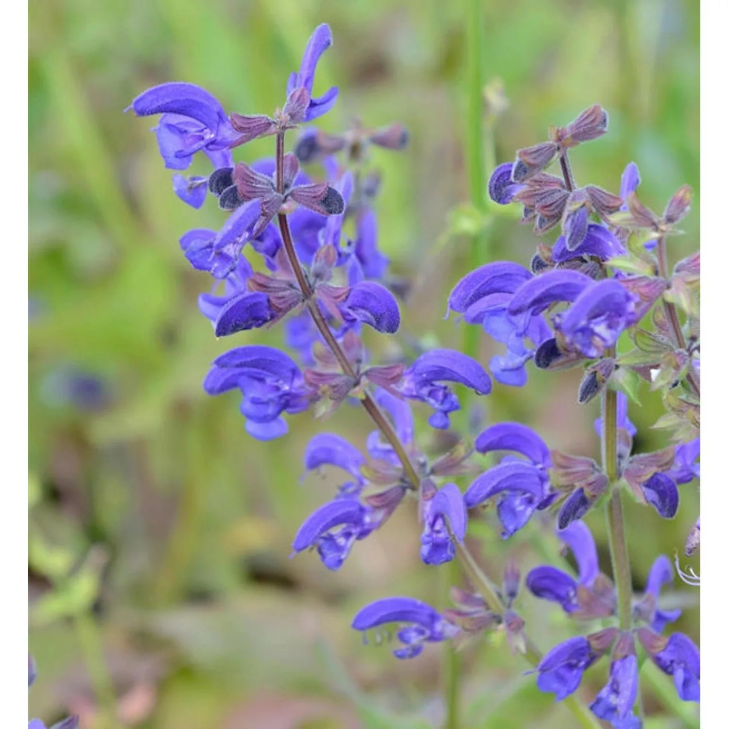 Wiesen Salbei - Salvia pratensis günstig online kaufen