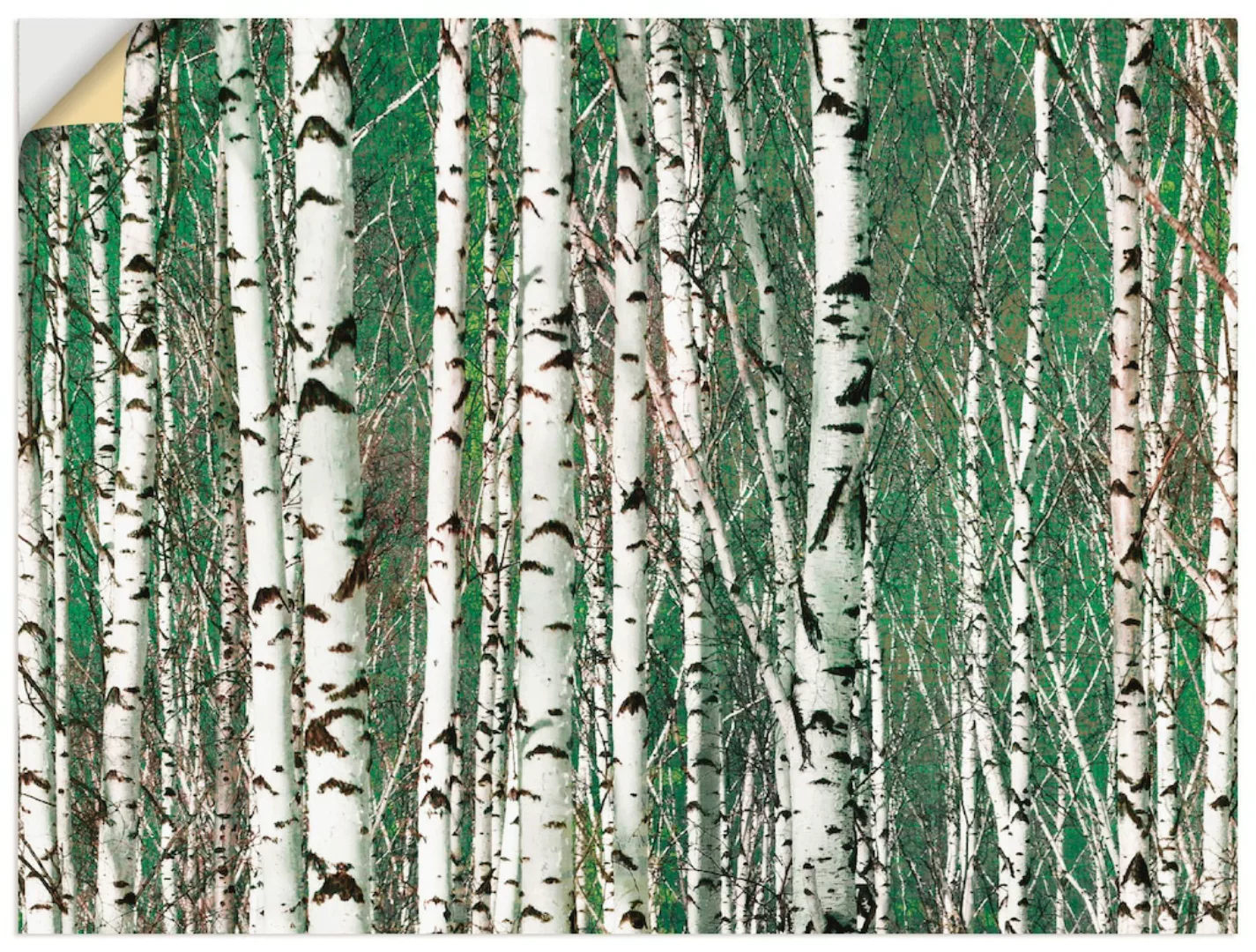 Artland Wandbild »Birkenwald - Bäume«, Bäume, (1 St.), als Leinwandbild, Wa günstig online kaufen
