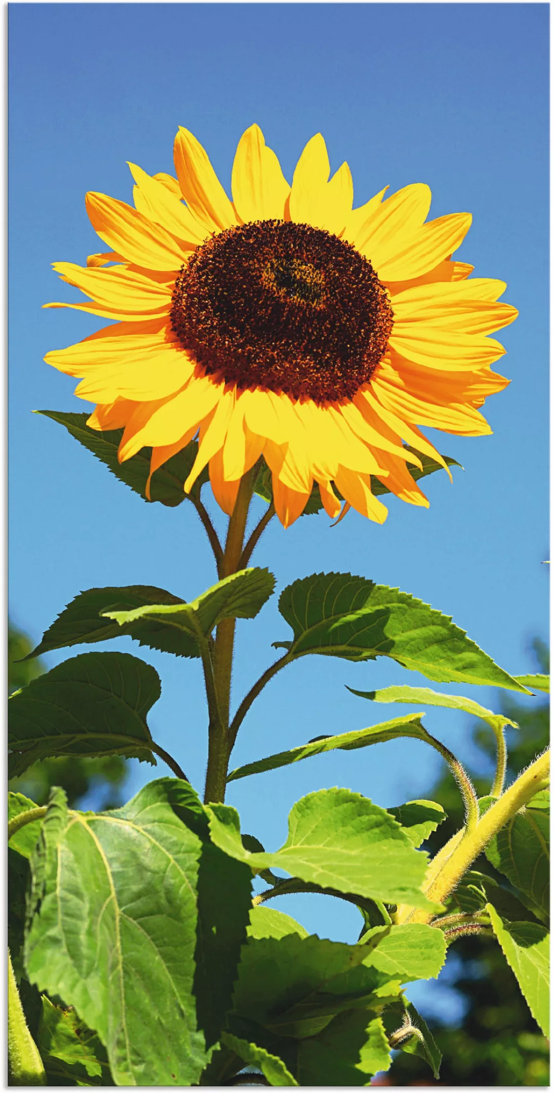 Artland Wandbild "Sonnenblume", Blumen, (1 St.) günstig online kaufen