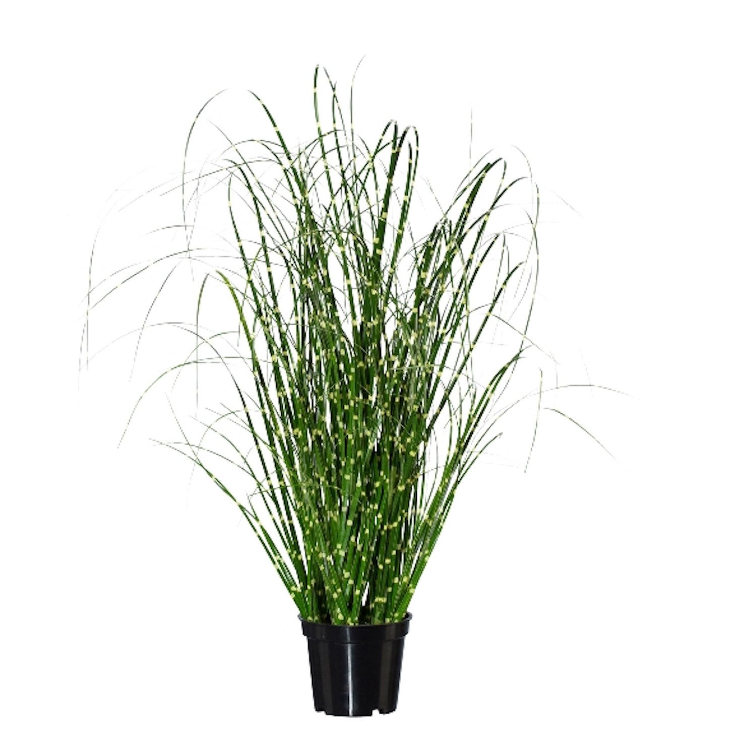 Kunstgras, Gasper, Höhe 52 cm günstig online kaufen