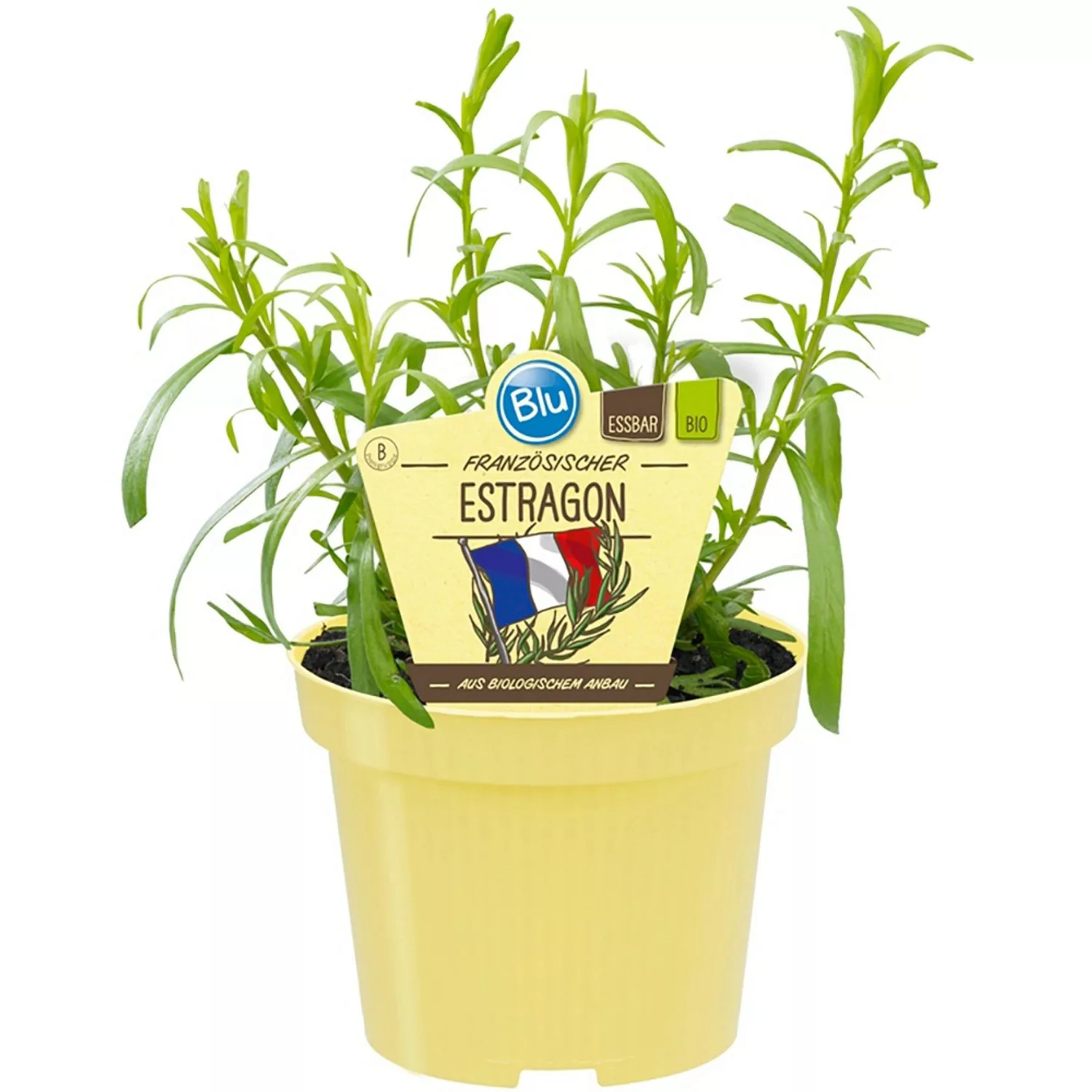 Blu Bio-Estragon Topf-Ø ca. 12 cm Artemisia günstig online kaufen