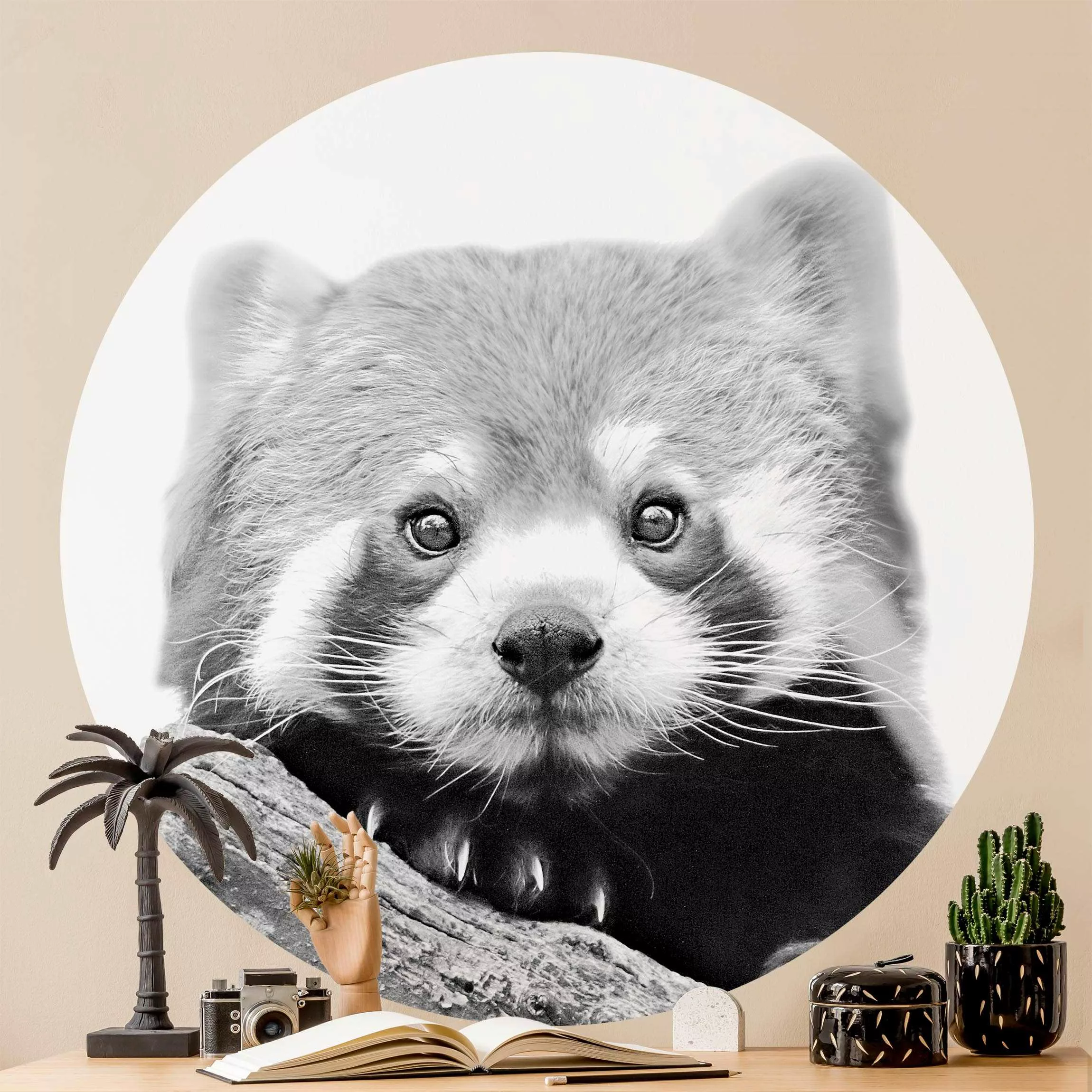 Bilderwelten Runde Tapete selbstklebend Roter Panda in Schwarz-weiß schwarz günstig online kaufen