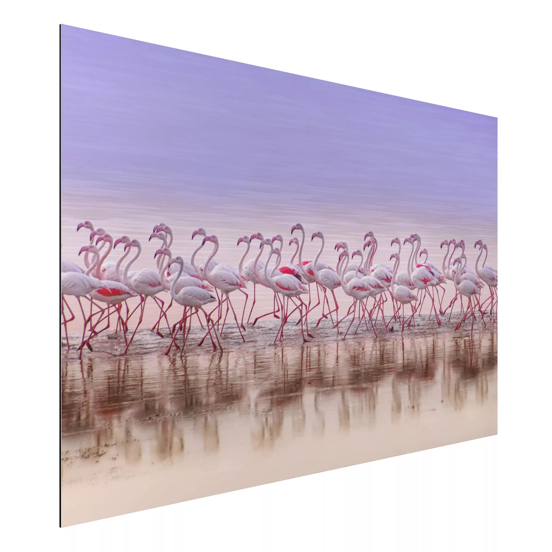 Alu-Dibond Bild Tiere - Querformat 3:2 Flamingo Party günstig online kaufen