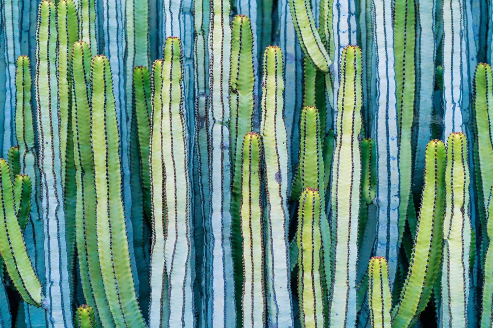 queence Leinwandbild "Cactus" günstig online kaufen