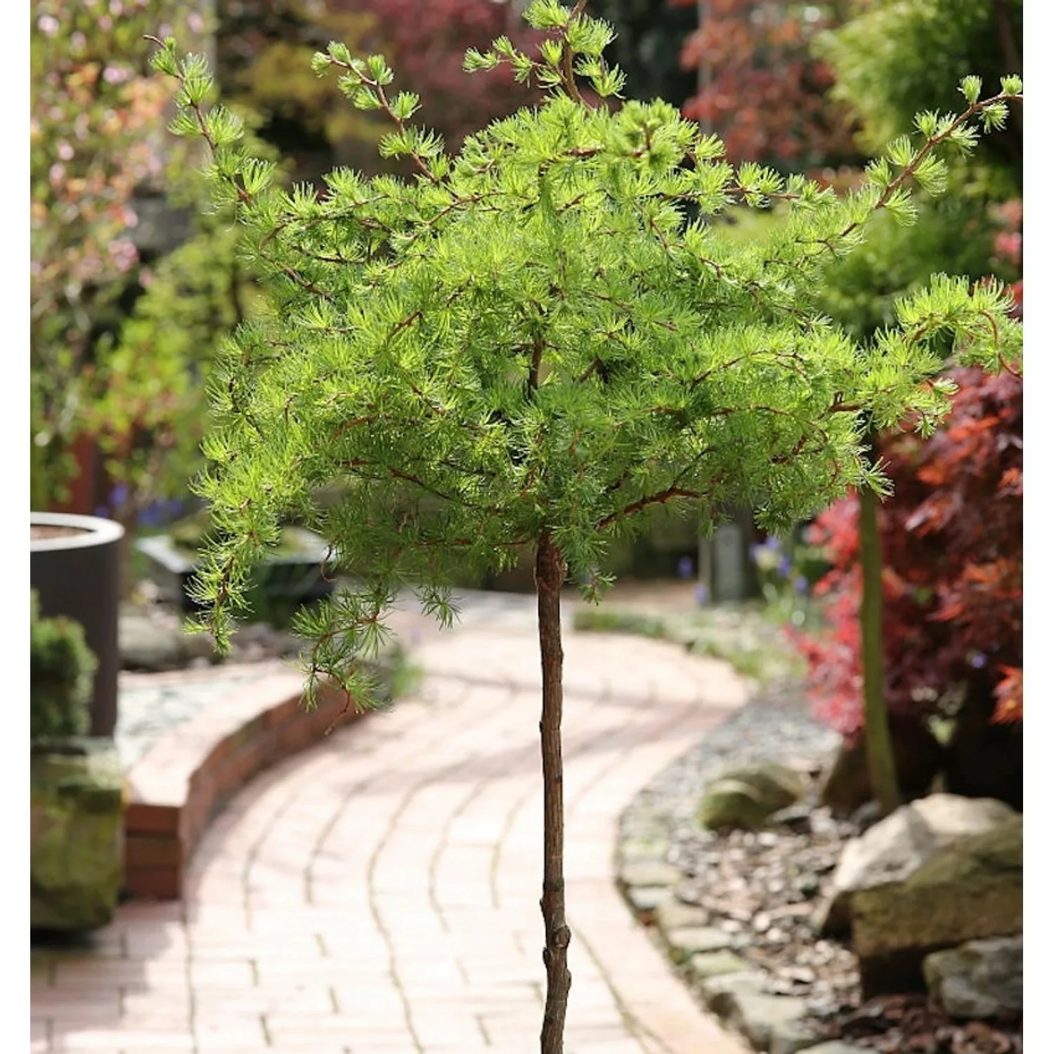 Hochstamm Japanische Lärche Wolterdingen 60-80cm - Larix kaempferi günstig online kaufen
