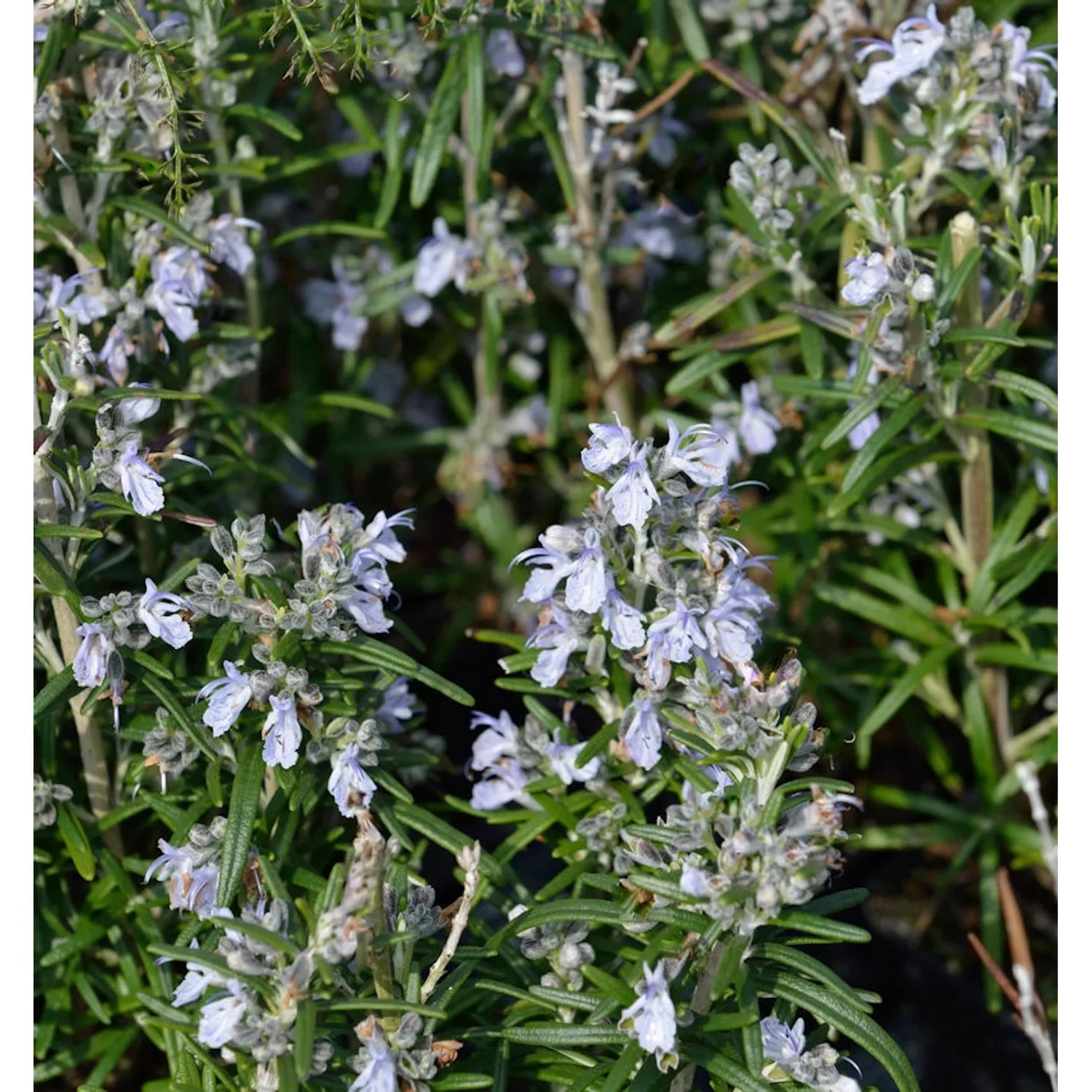 Rosmarin Albiflorus - Rosmarinus officinalis günstig online kaufen