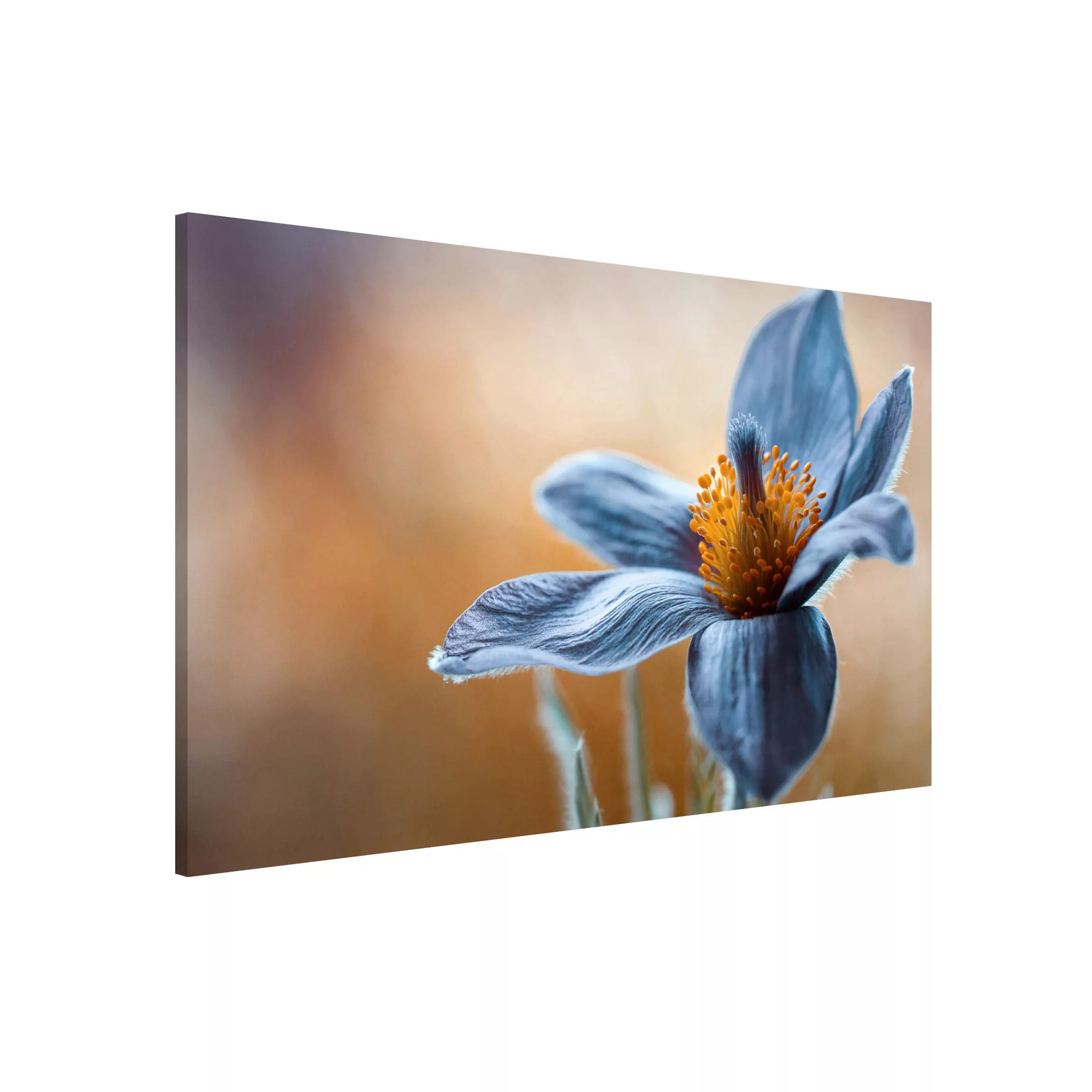 Magnettafel Blumen - Querformat 3:2 Kuhschelle in Blau günstig online kaufen