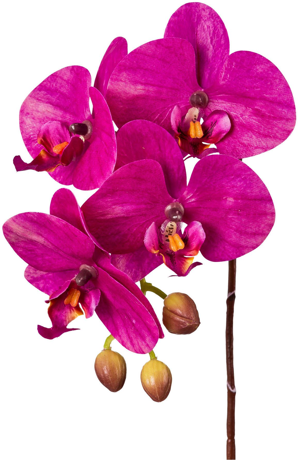 Kunstorchidee Orchidee Phalaenopsis Orchidee, Creativ green, günstig online kaufen