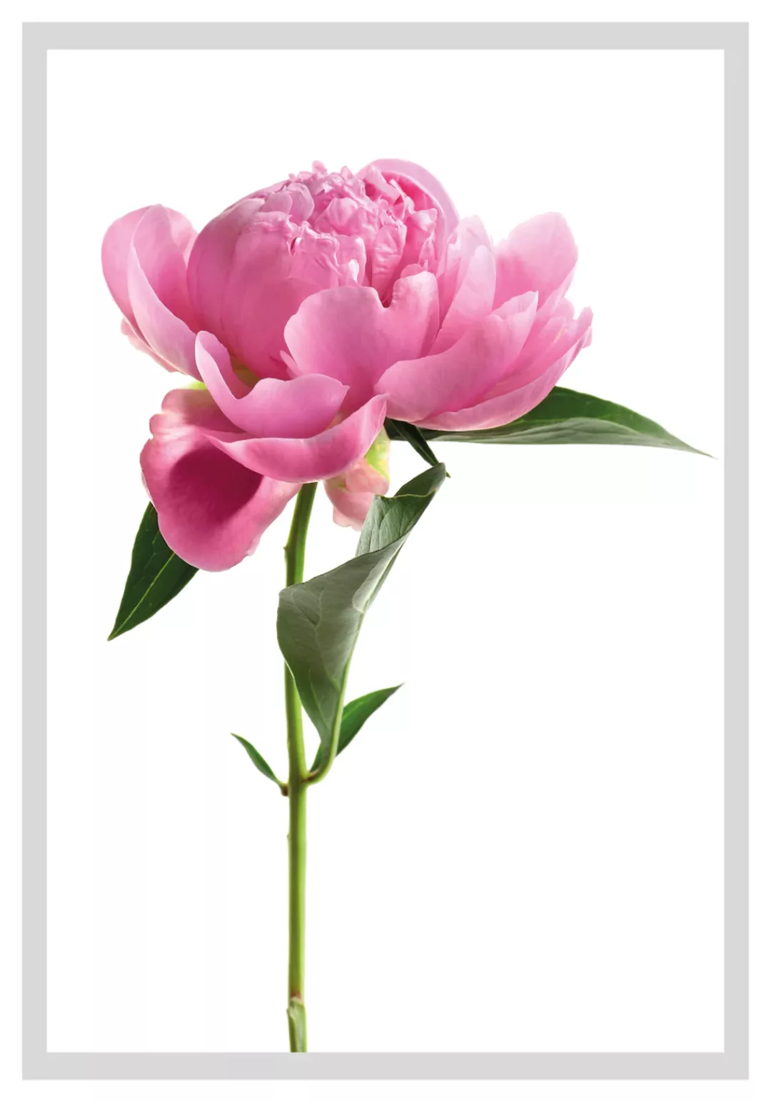 queence Bild "Scar", Blumen, Rosen, gerahmt günstig online kaufen