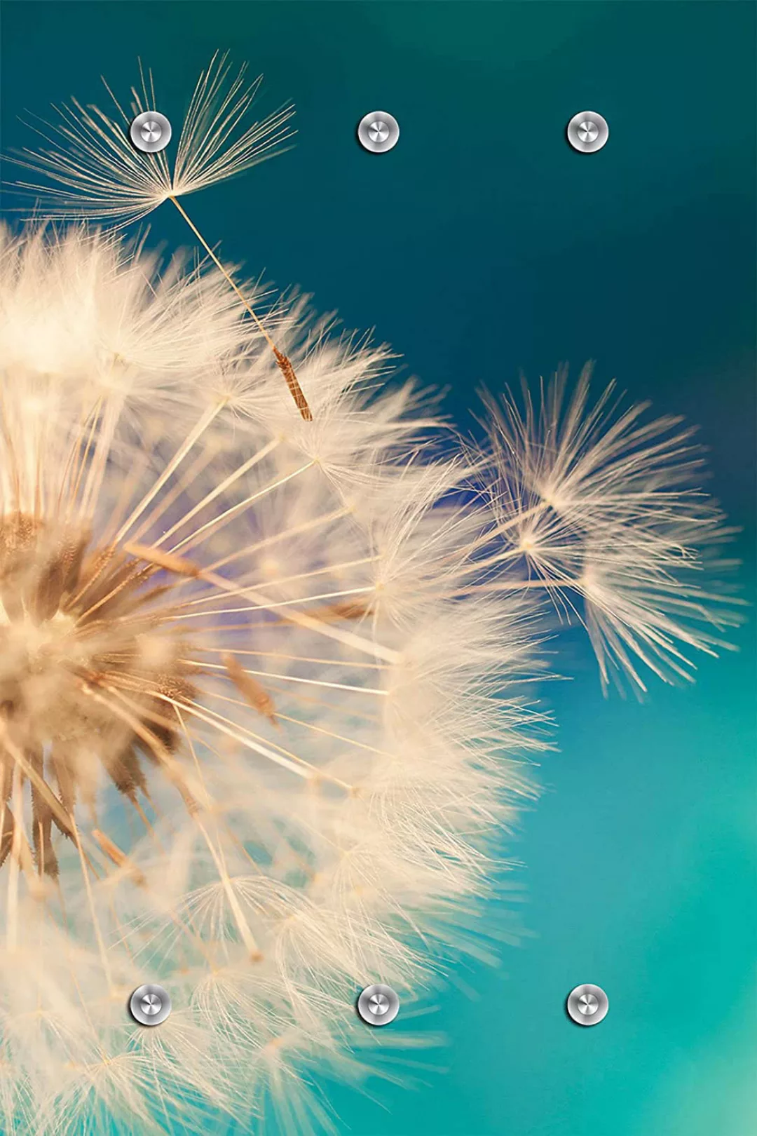 queence Garderobenleiste "Pusteblume in groß" günstig online kaufen