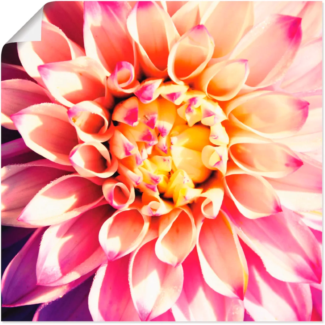 Artland Wandbild "Dahlie", Blumen, (1 St.), als Leinwandbild, Poster in ver günstig online kaufen