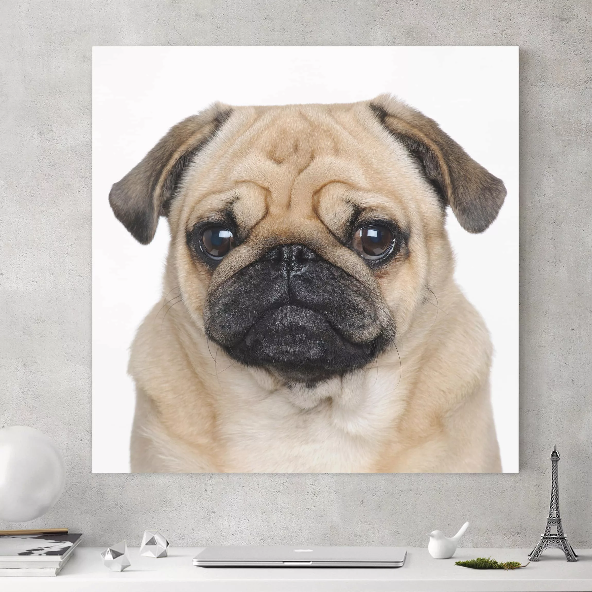 Leinwandbild Tiere - Quadrat Mopsportrait günstig online kaufen