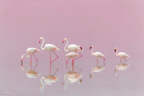 Papermoon Fototapete »Photo-Art EIJI ITOYAMA, FLAMINGOS« günstig online kaufen