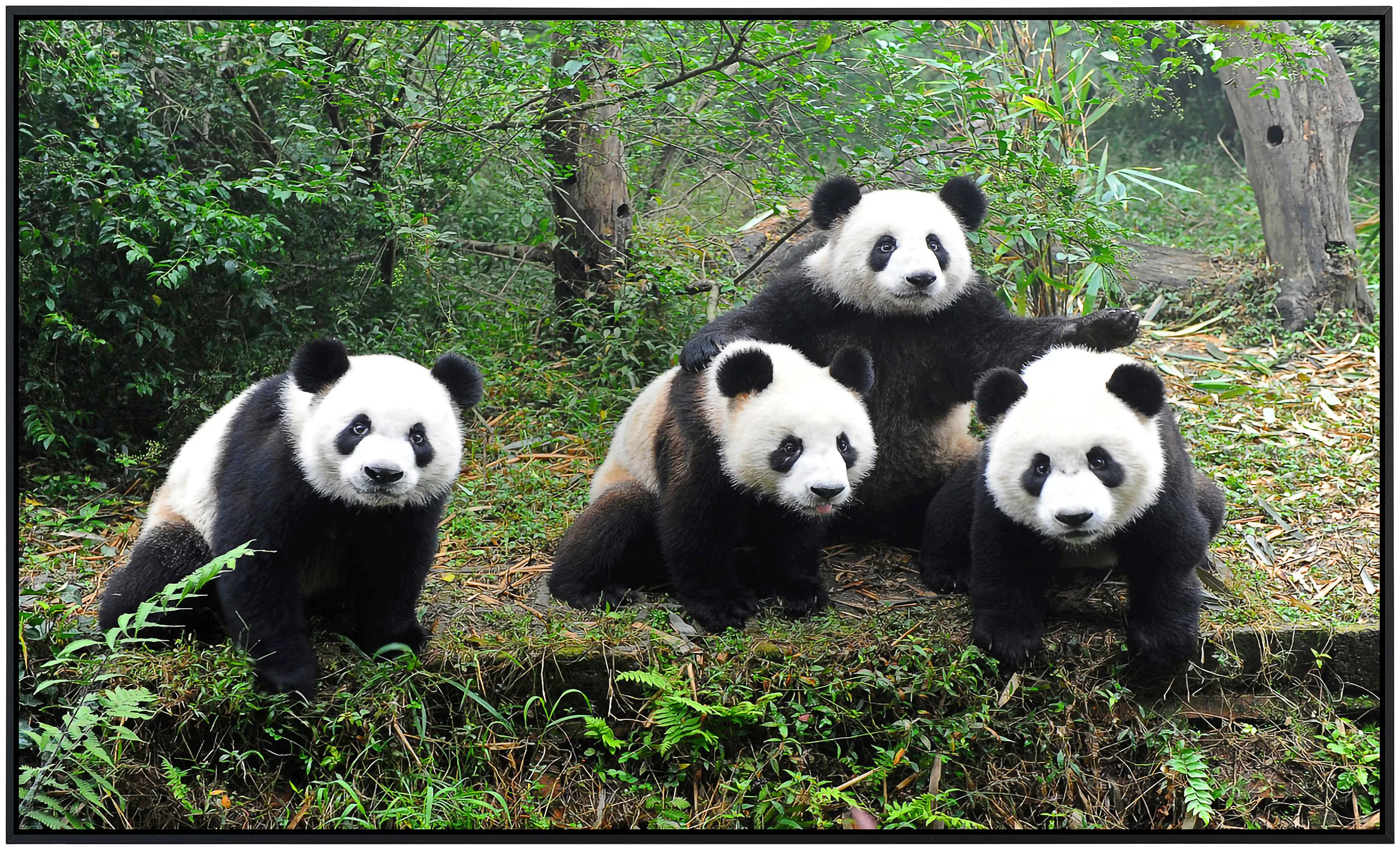 Papermoon Infrarotheizung »Pandafamilie« günstig online kaufen