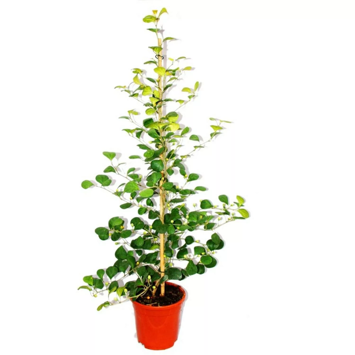 Exotenherz Mispelfeige Ficus Deltoidea 17cm Topf ca. 80cm Hoch günstig online kaufen