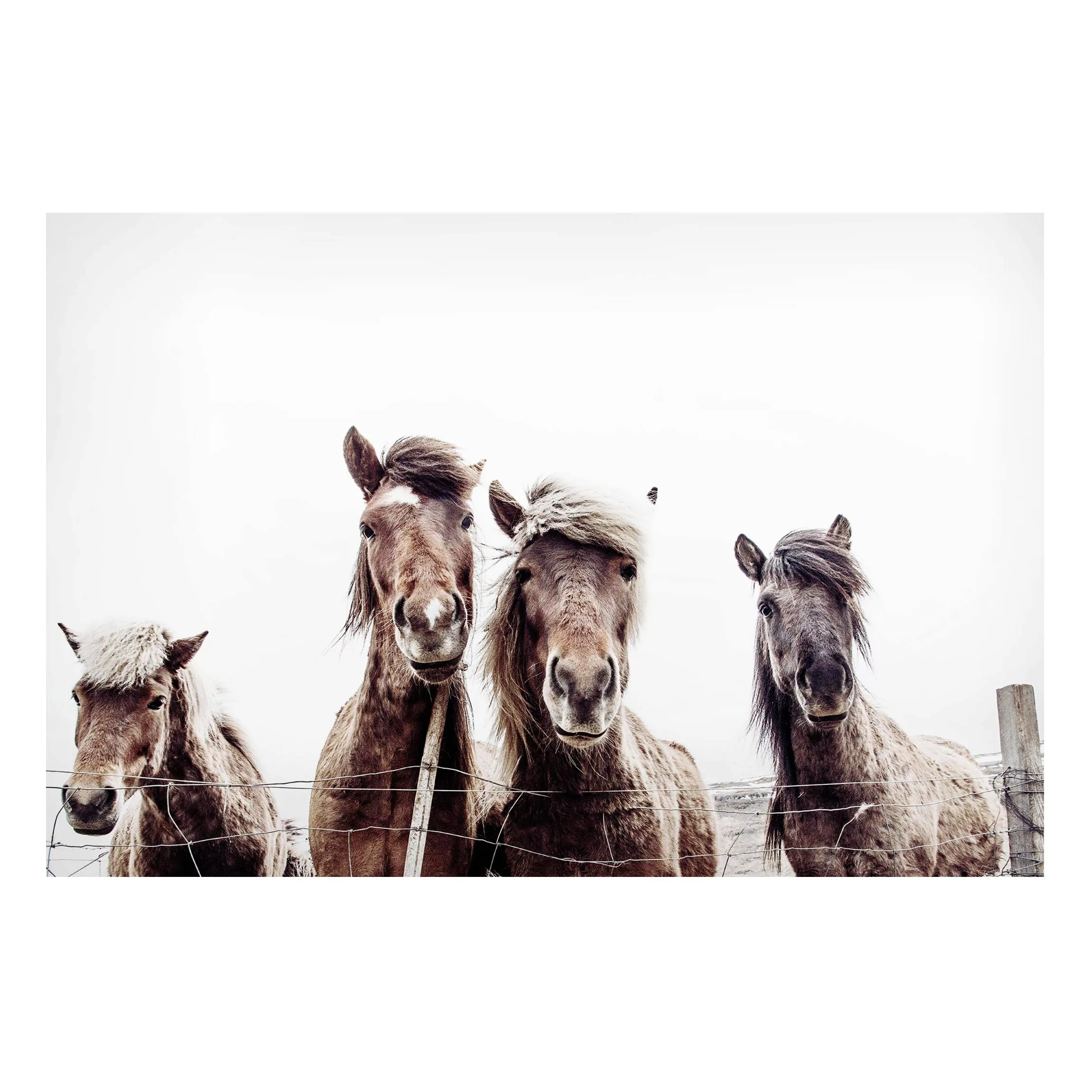 Magnettafel Island Pferde günstig online kaufen