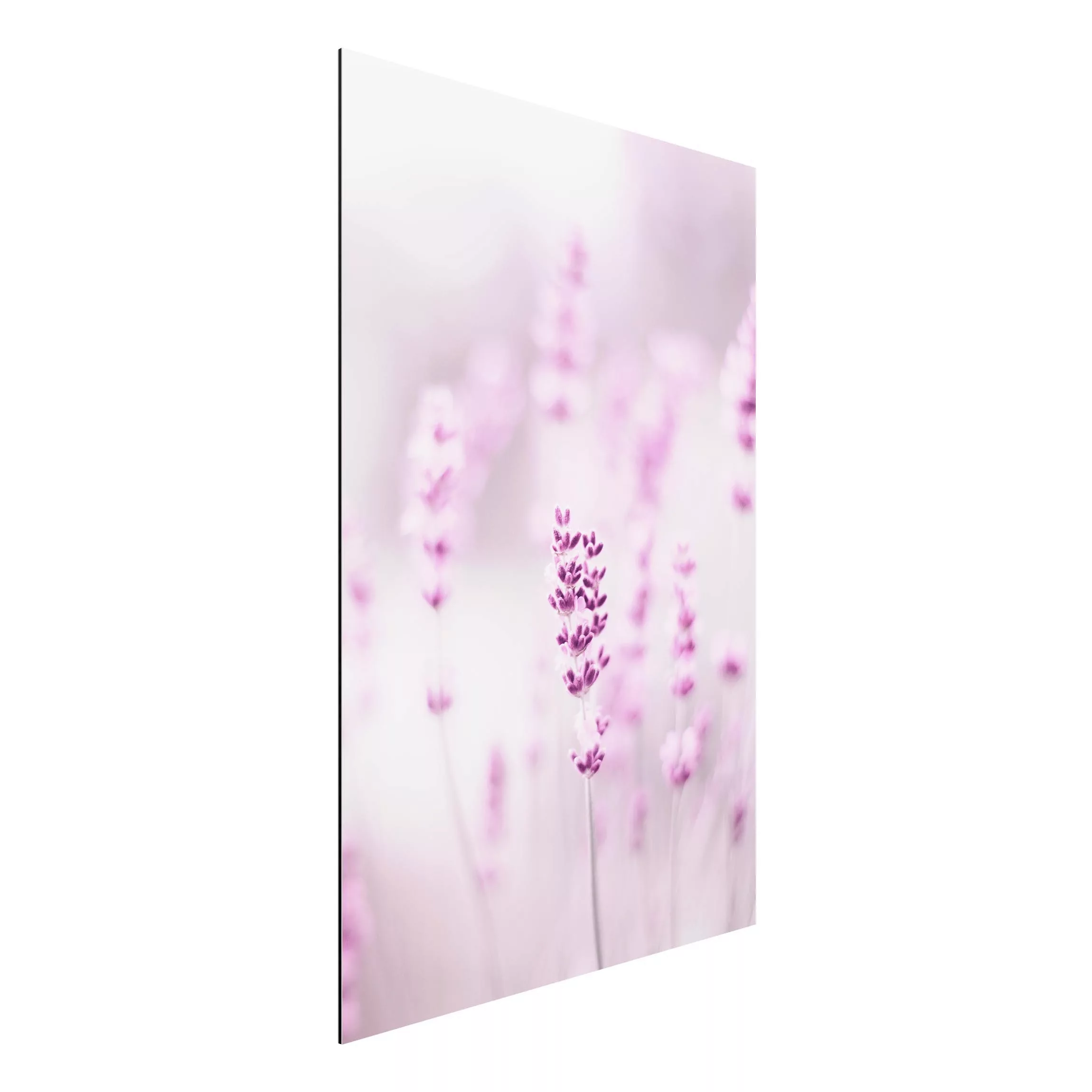 Alu-Dibond Bild Zartvioletter Lavendel günstig online kaufen