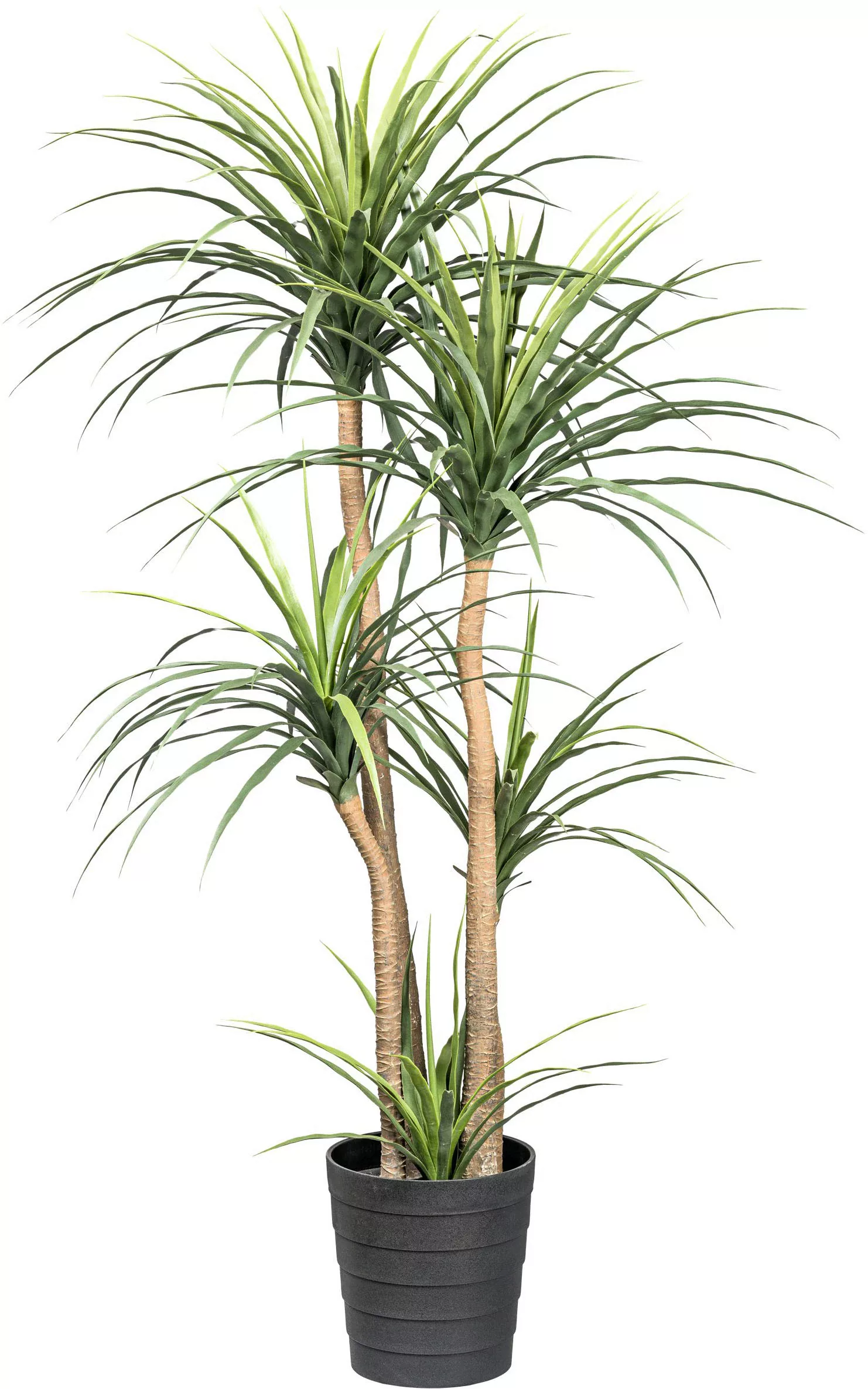 Creativ green Kunstpflanze "Dracaena", auf 5 Stämmen günstig online kaufen