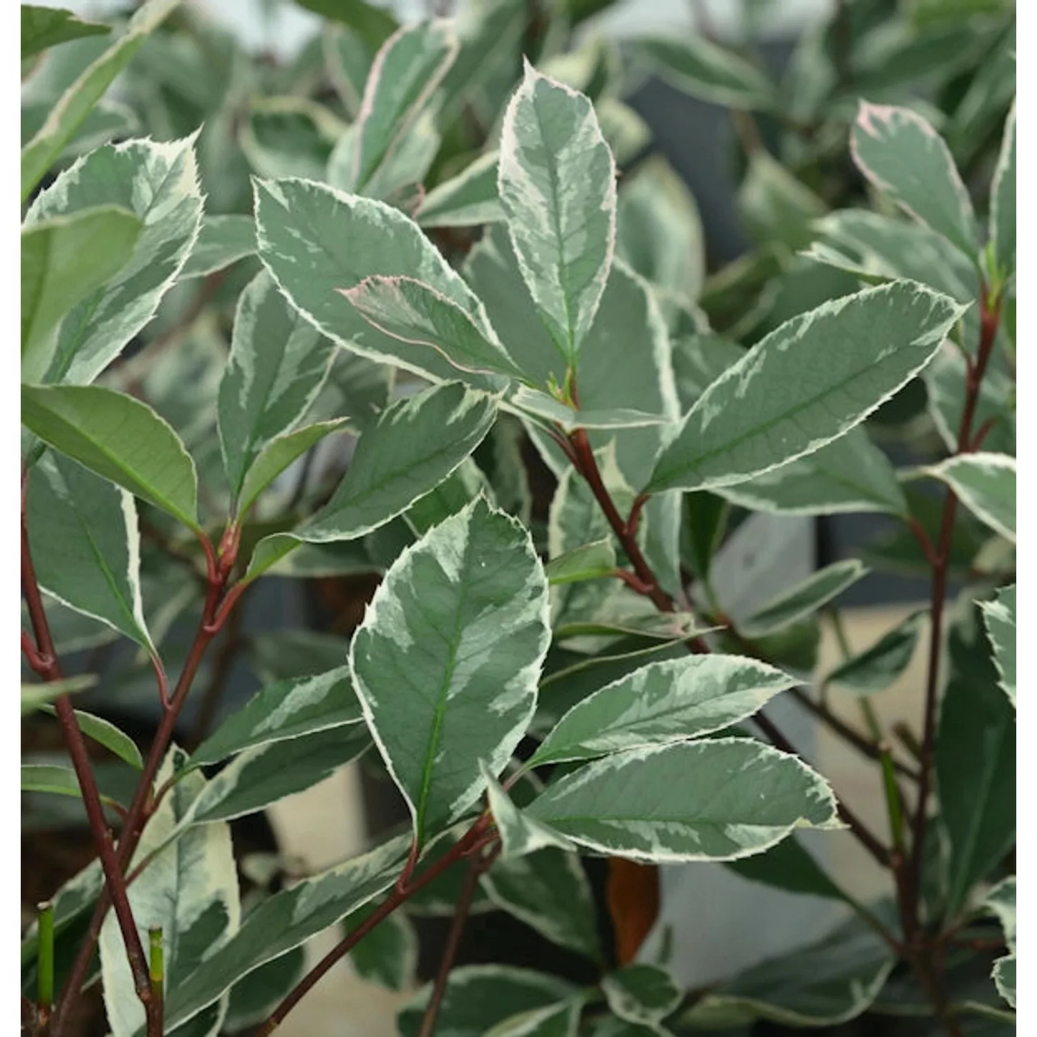 Hochstamm Glanzmispel Louise 80-100cm - Photinia fraseri günstig online kaufen