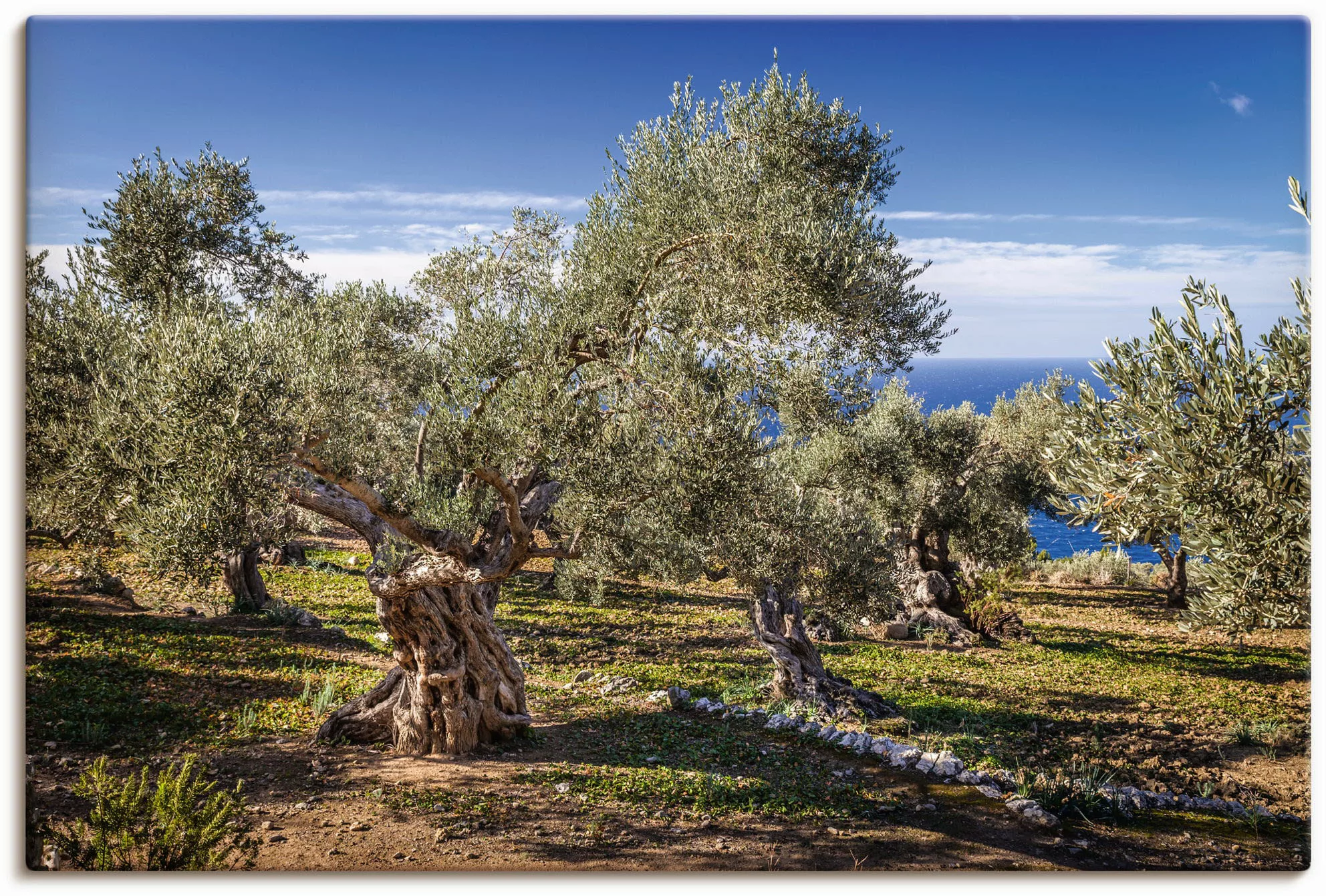 Artland Wandbild "Olivenhain in der Serra de Tramuntana", Küstenbilder, (1 günstig online kaufen