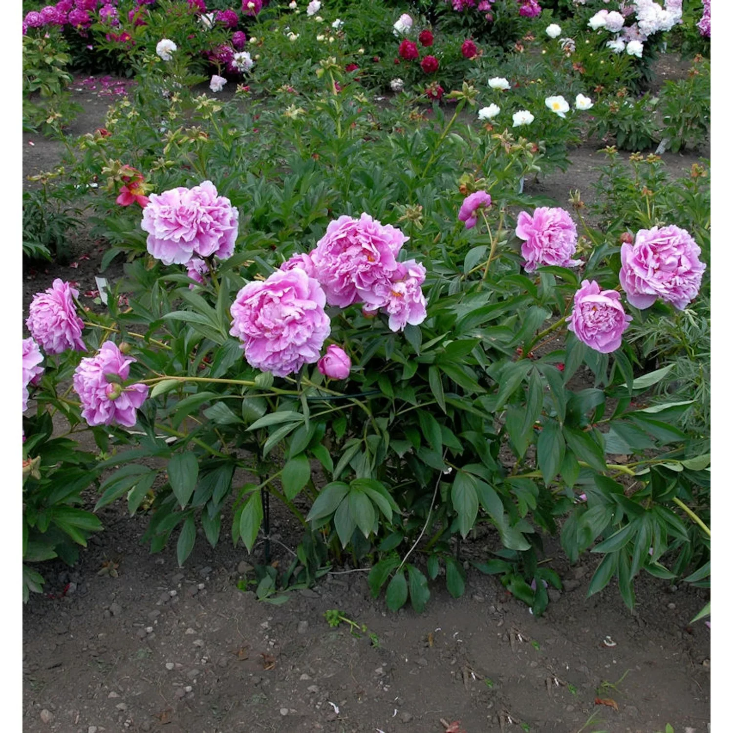 Edelpfingstrose Amabilis - Paeonia lactiflora günstig online kaufen