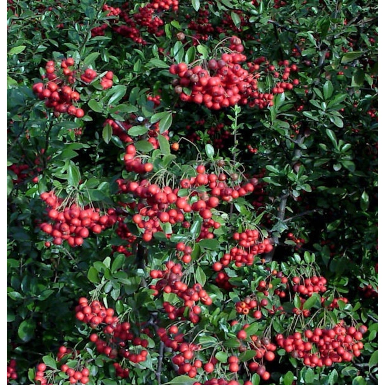 Feuerdorn Red Column 125-150cm - Pyracantha günstig online kaufen