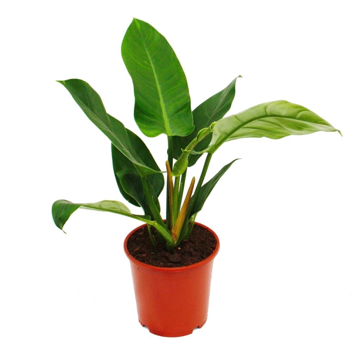 Exotenherz Philodendron Imperial Green 19cm Topf günstig online kaufen