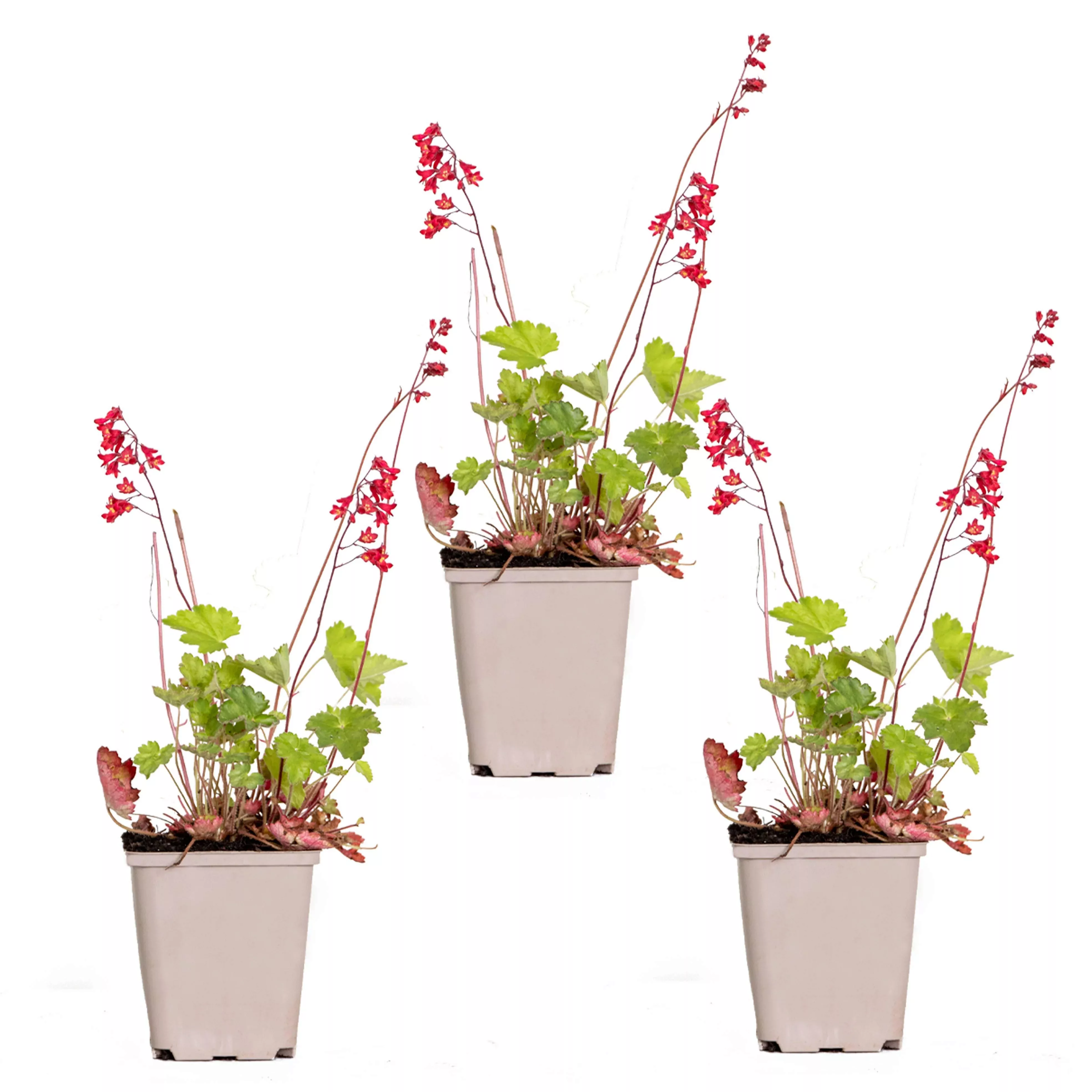 Casa Caron | Set mit 3 Heuchera sanguinea Splendens günstig online kaufen