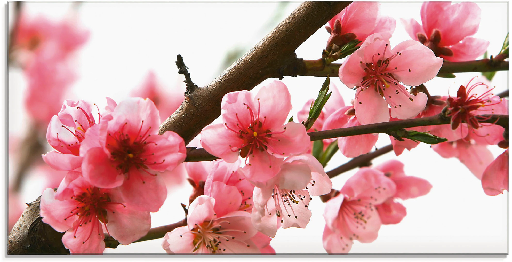 Artland Glasbild »Pfirsichblüten reflektieren im Wasser«, Blumen, (1 St.), günstig online kaufen