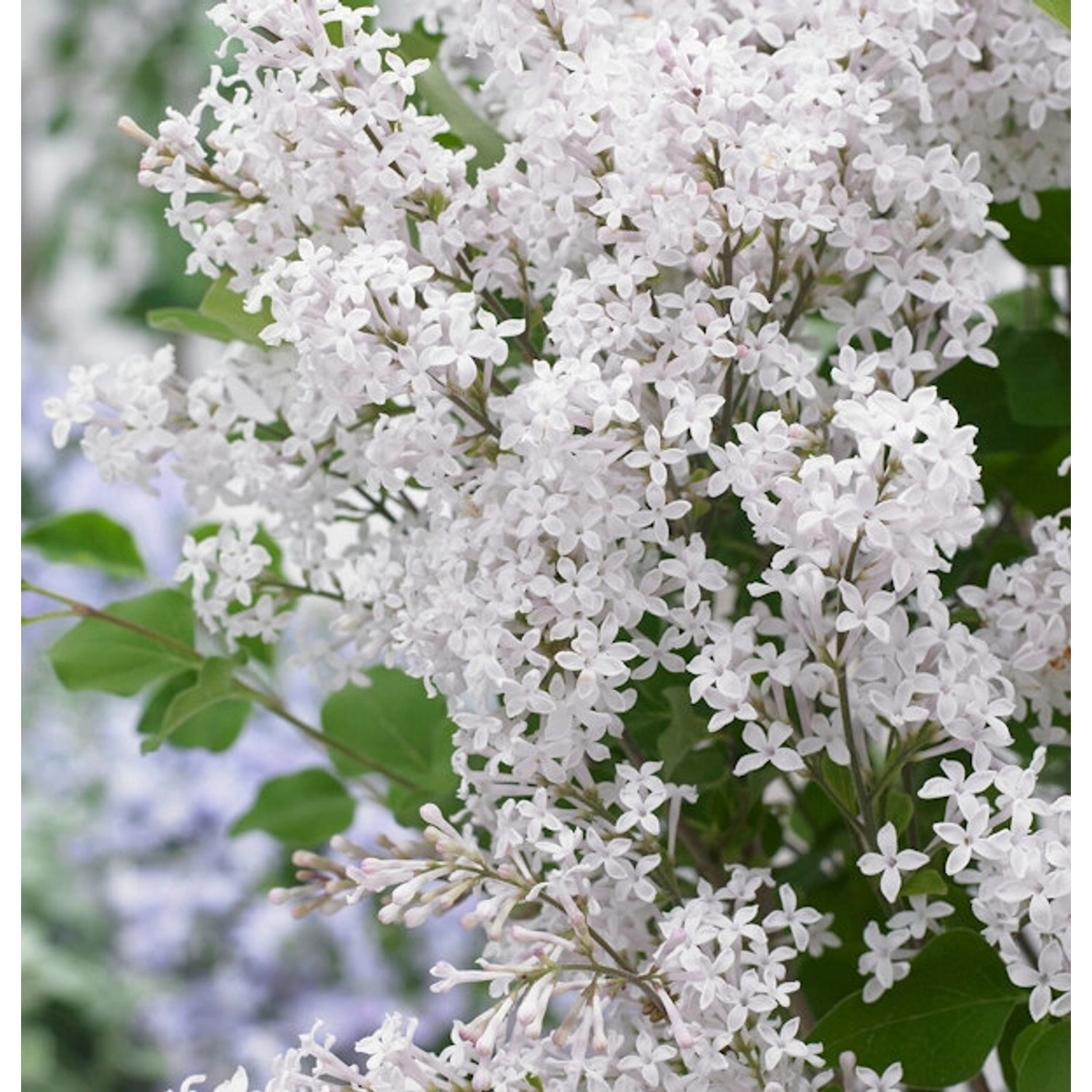 Hochstamm Zwergflieder FlowerfestaWhite 60-80cm - Syringa günstig online kaufen