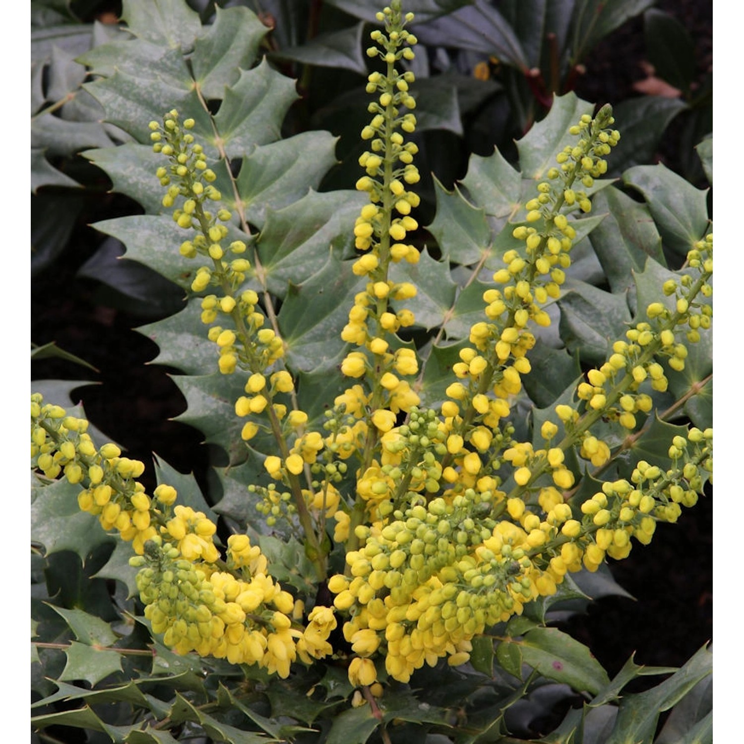 Mahonie Winter Sun 30-40cm - Mahonia media günstig online kaufen