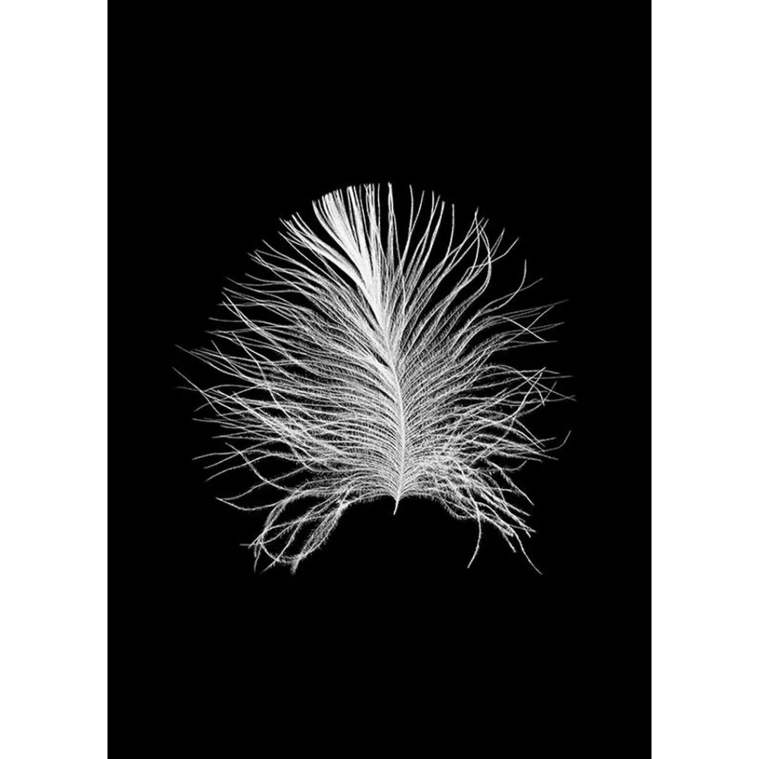 KOMAR Wandbild - Feather Black - Größe: 50 x 70 cm mehrfarbig Gr. one size günstig online kaufen