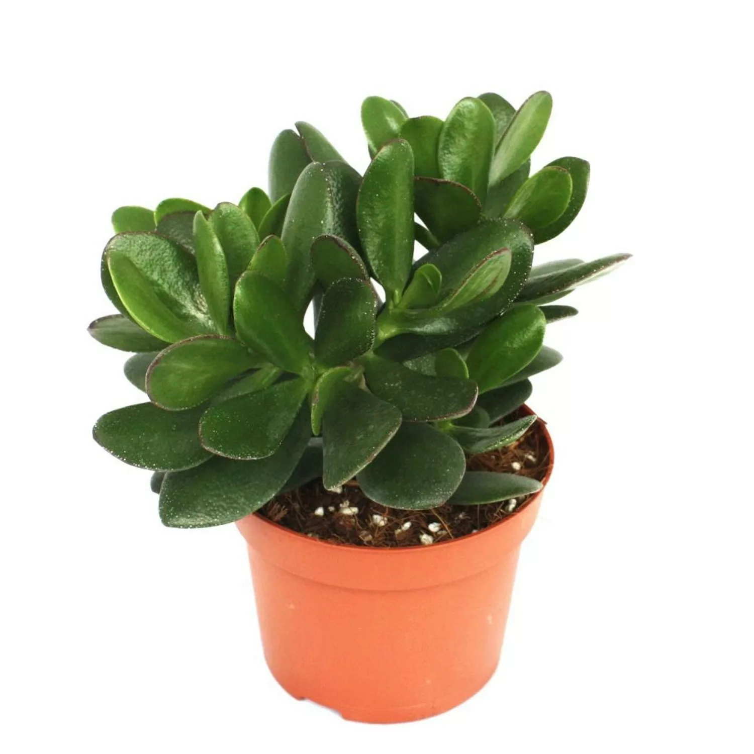 Exotenherz Crassula Portulacea Geldbaum Große Pflanze im 12cm Topf günstig online kaufen