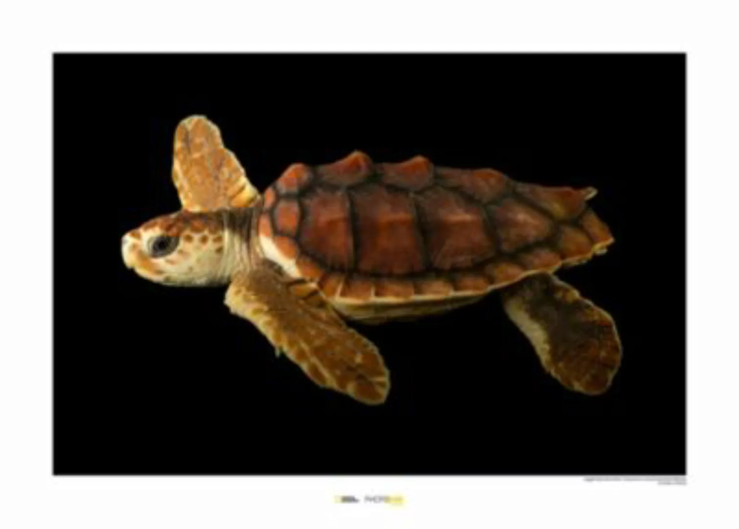 KOMAR Wandbild - Loggerhead Sea Turtle - Größe: 70 x 50 cm mehrfarbig Gr. o günstig online kaufen
