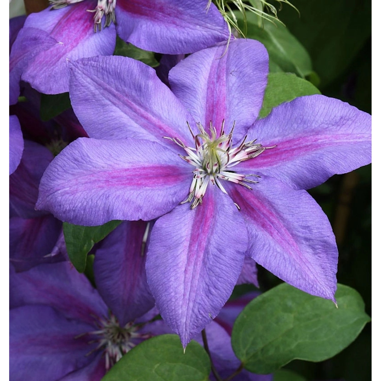 Waldrebe Mrs Nelly Thompson 40-60cm - Clematis günstig online kaufen