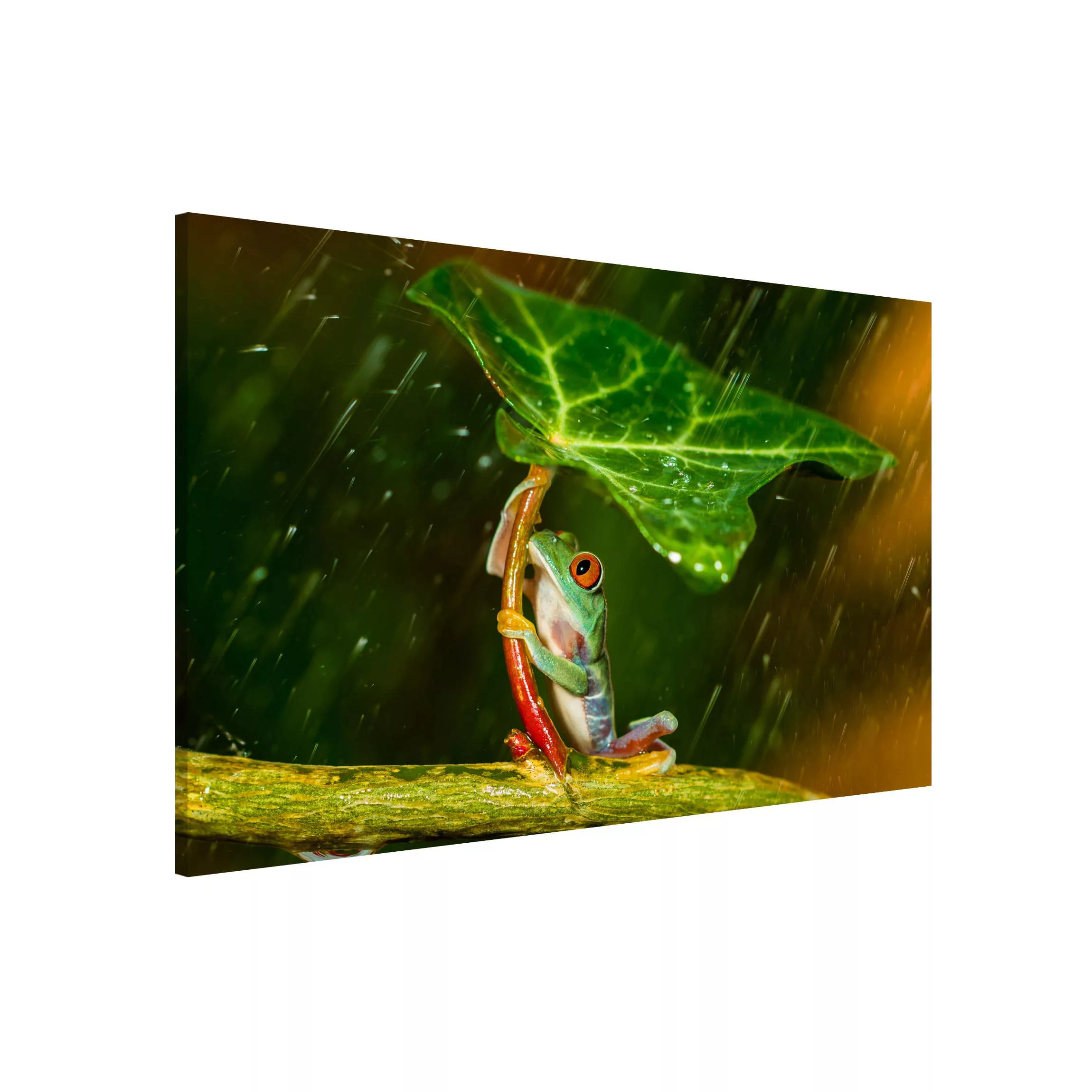 Magnettafel Tiere - Querformat 3:2 Ein Frosch im Regen günstig online kaufen