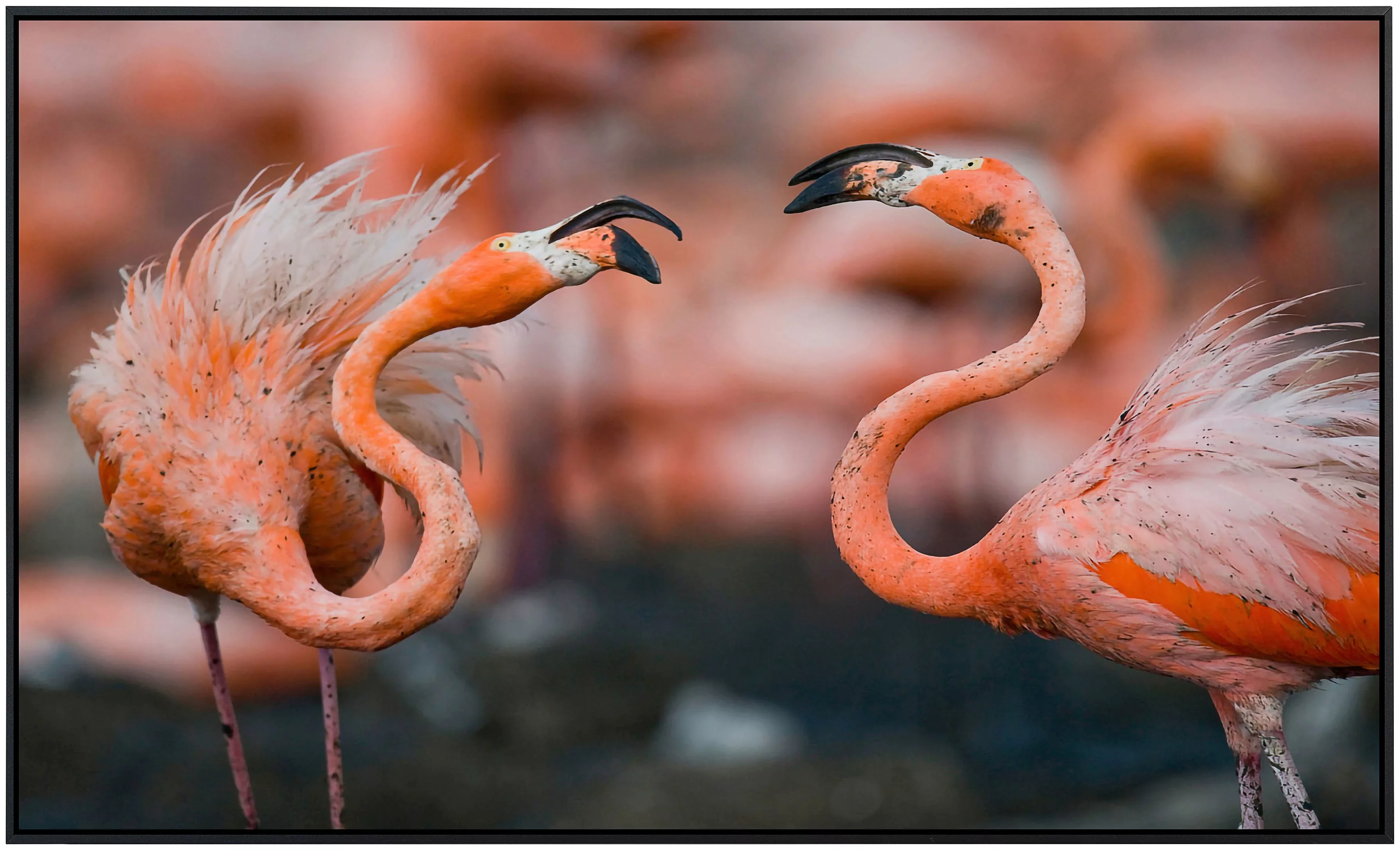 Papermoon Infrarotheizung »Karibische Flamingos«, sehr angenehme Strahlungs günstig online kaufen