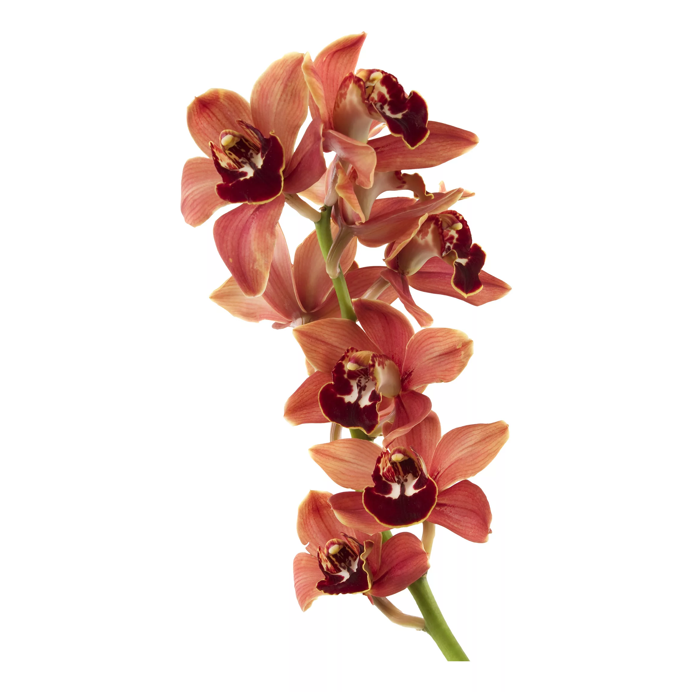 Wandtattoo Blumen No.180 Orchidee Rot II günstig online kaufen