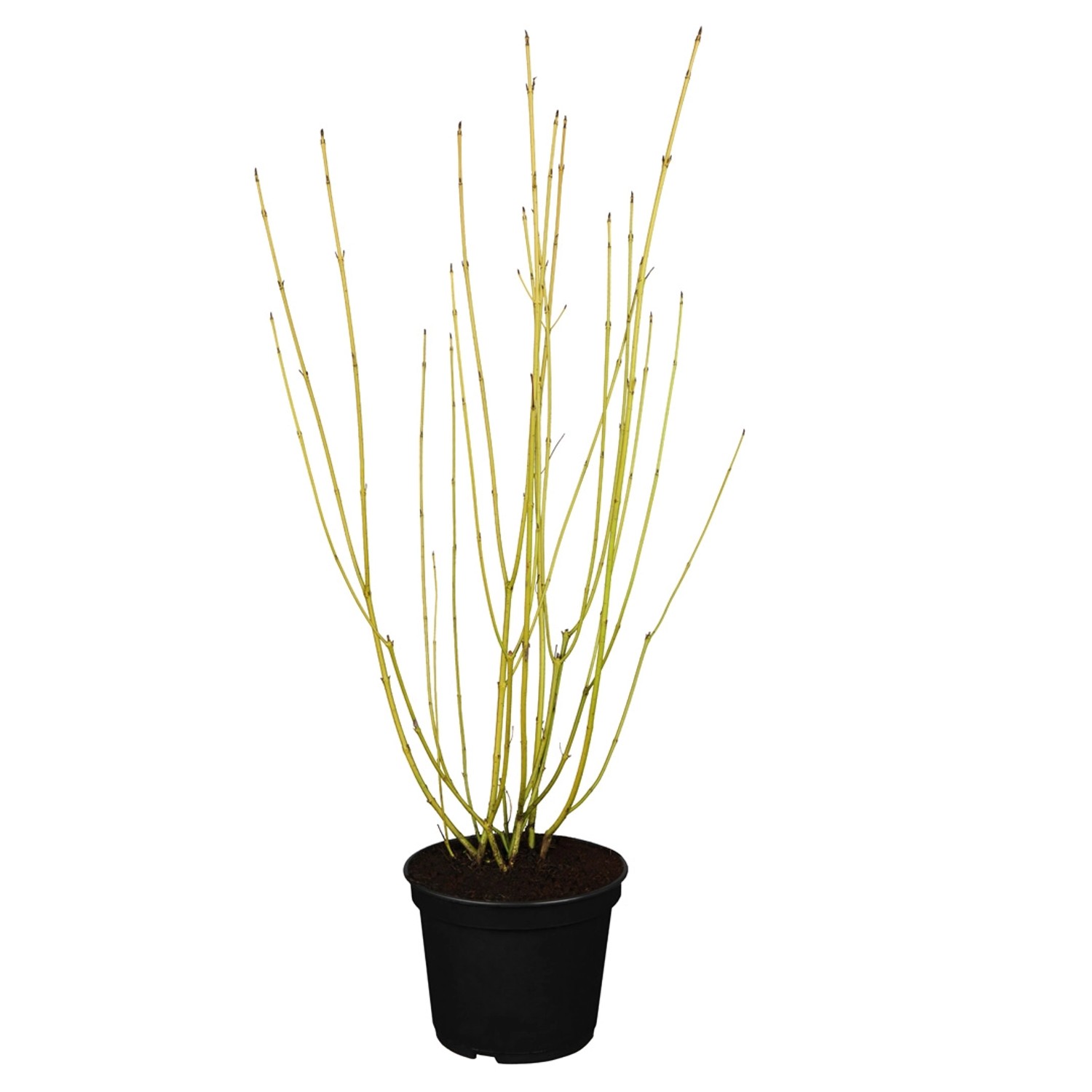 GROW by OBI Gelbholz-Hartriegel Flaviramea Höhe ca. 60 - 80 cm Topf ca. 5 l günstig online kaufen